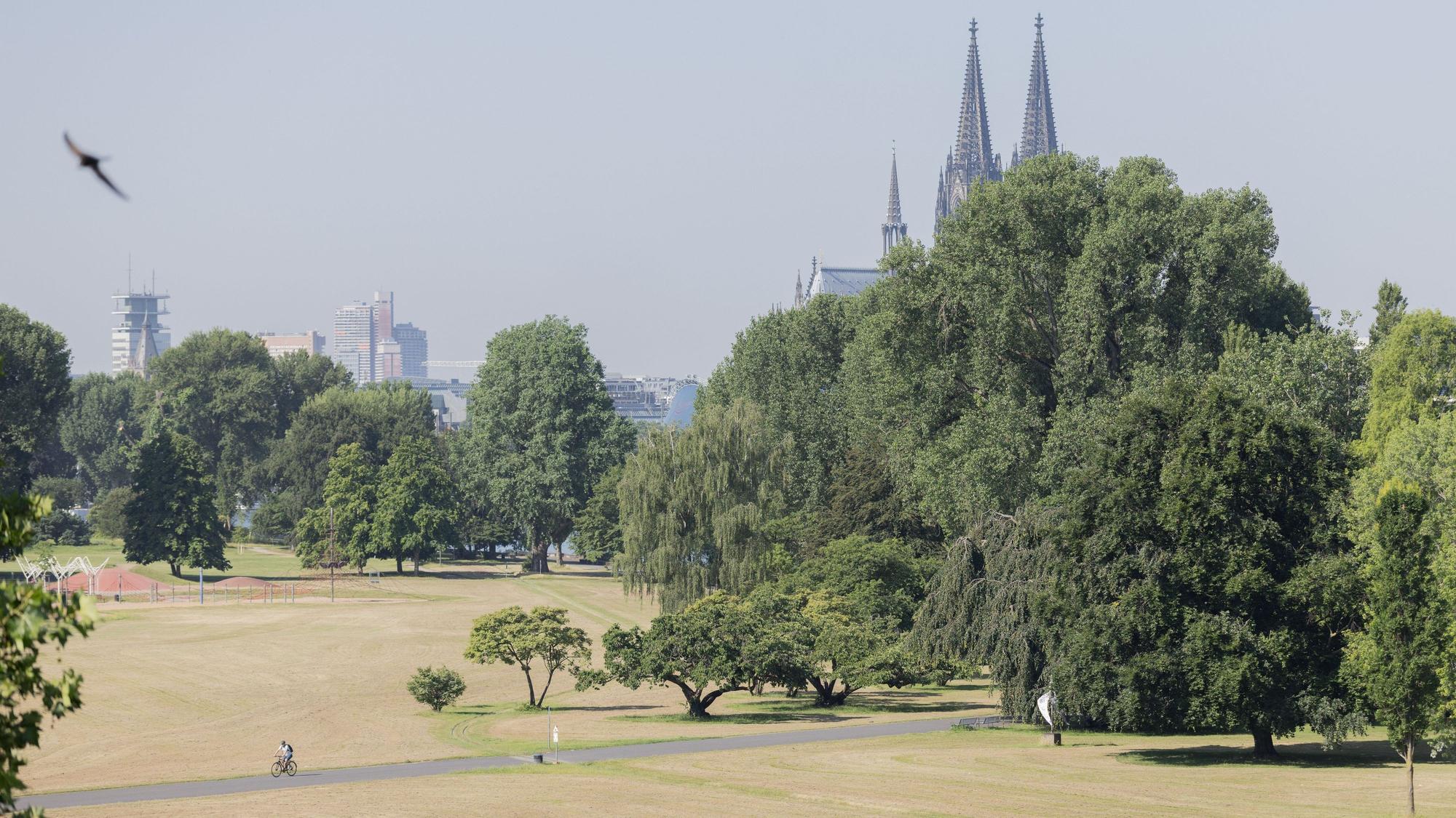 Vertrocknete Wiesen im Kölner Rheinpark – der DWD warnt vor einer erhöhten Waldbrandgefahr. (Archivbild)