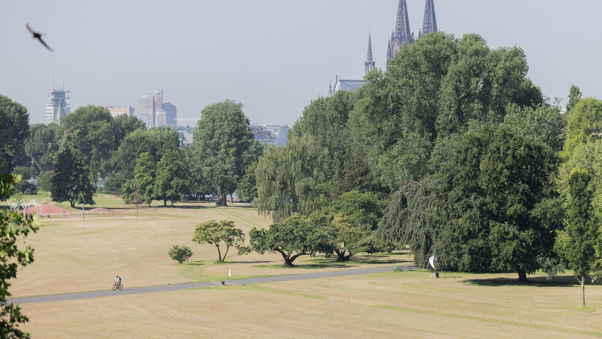 Ein Radfahrer fährt bei Hitze durch eine vertrocknete Wiese im Rheinpark.