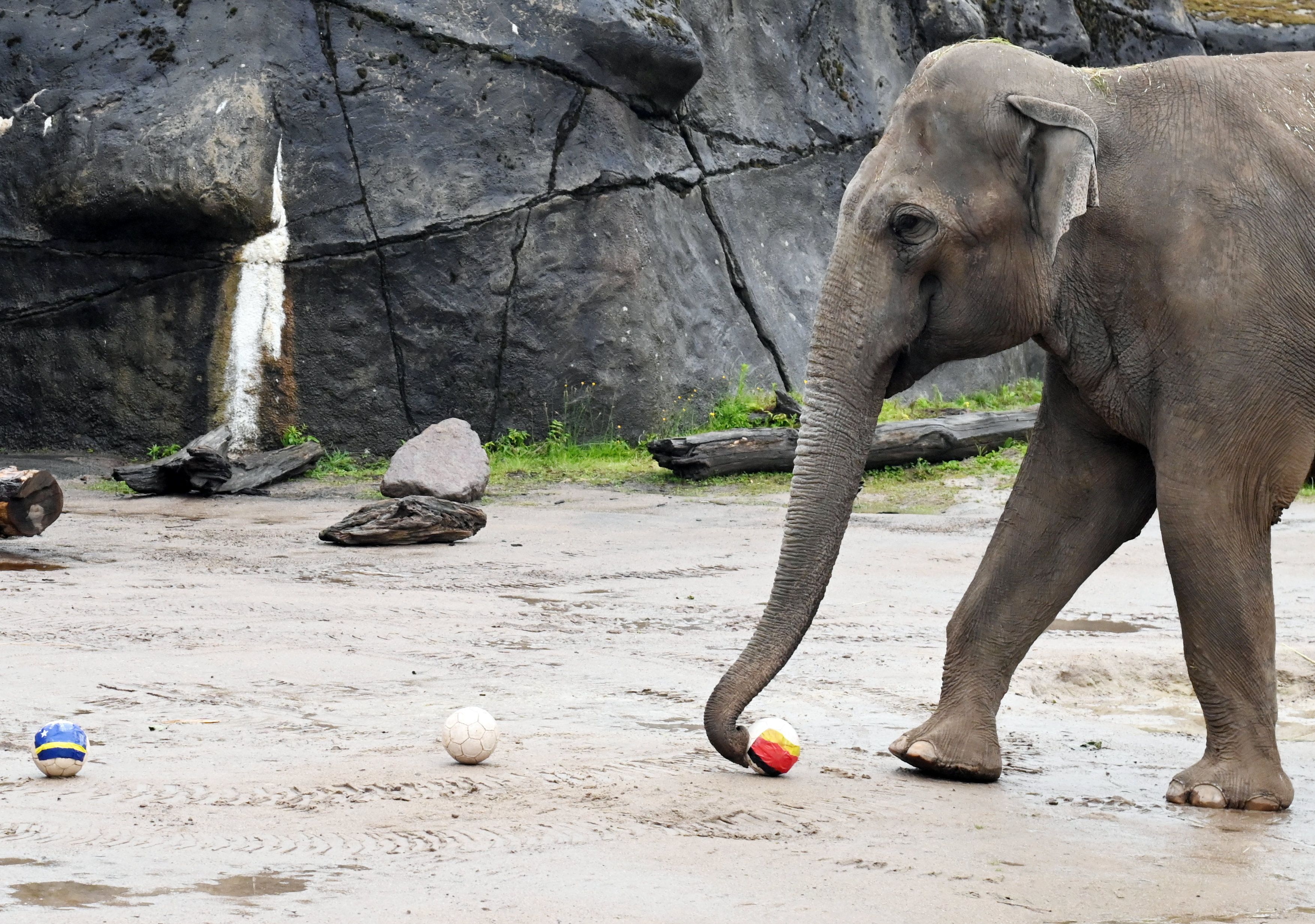 Elefantenbulle Tarak tippt eine WM-Spiel
