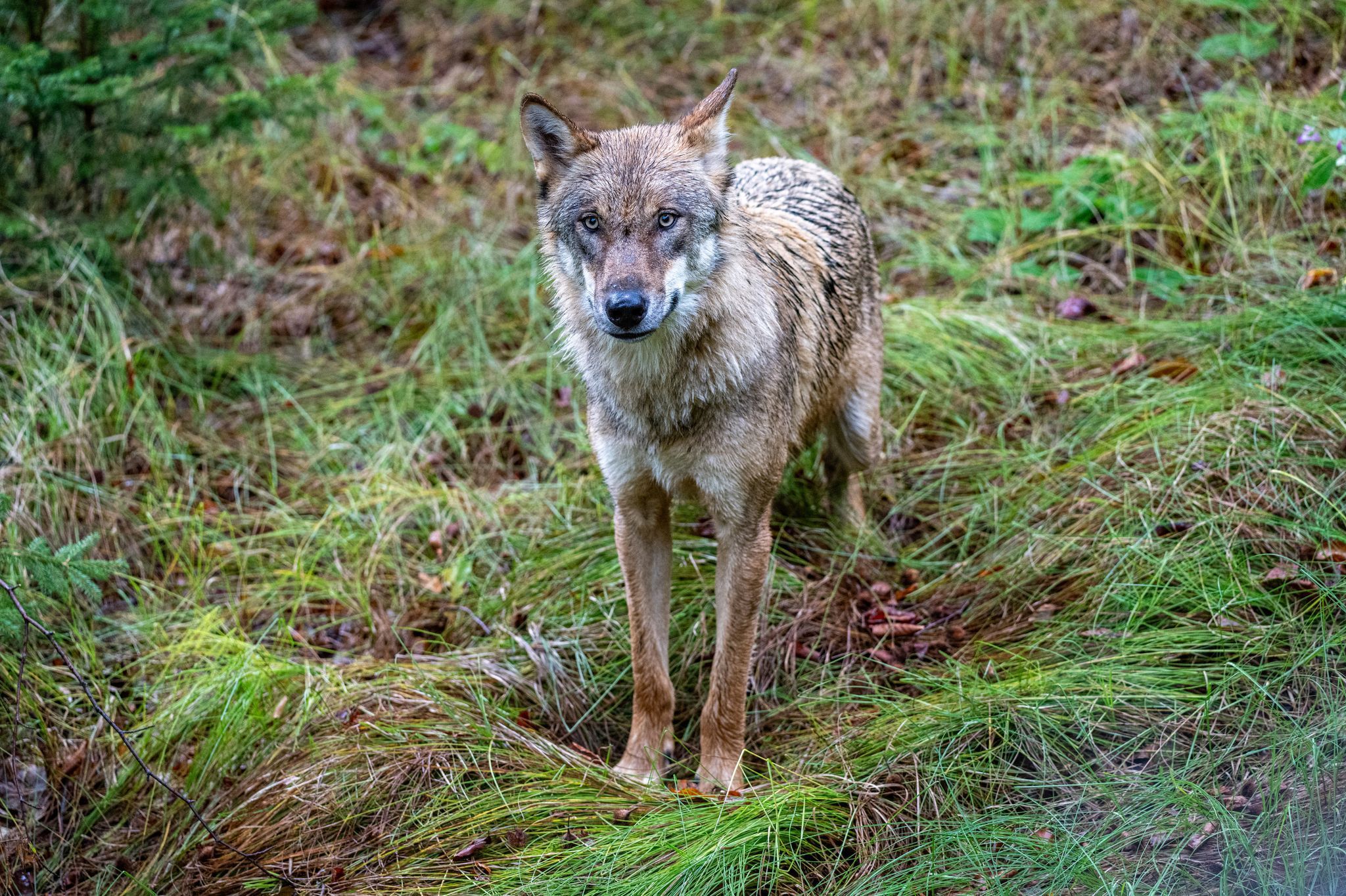 Wölfe sind nun jagdbare Tiere. (Archivbild)