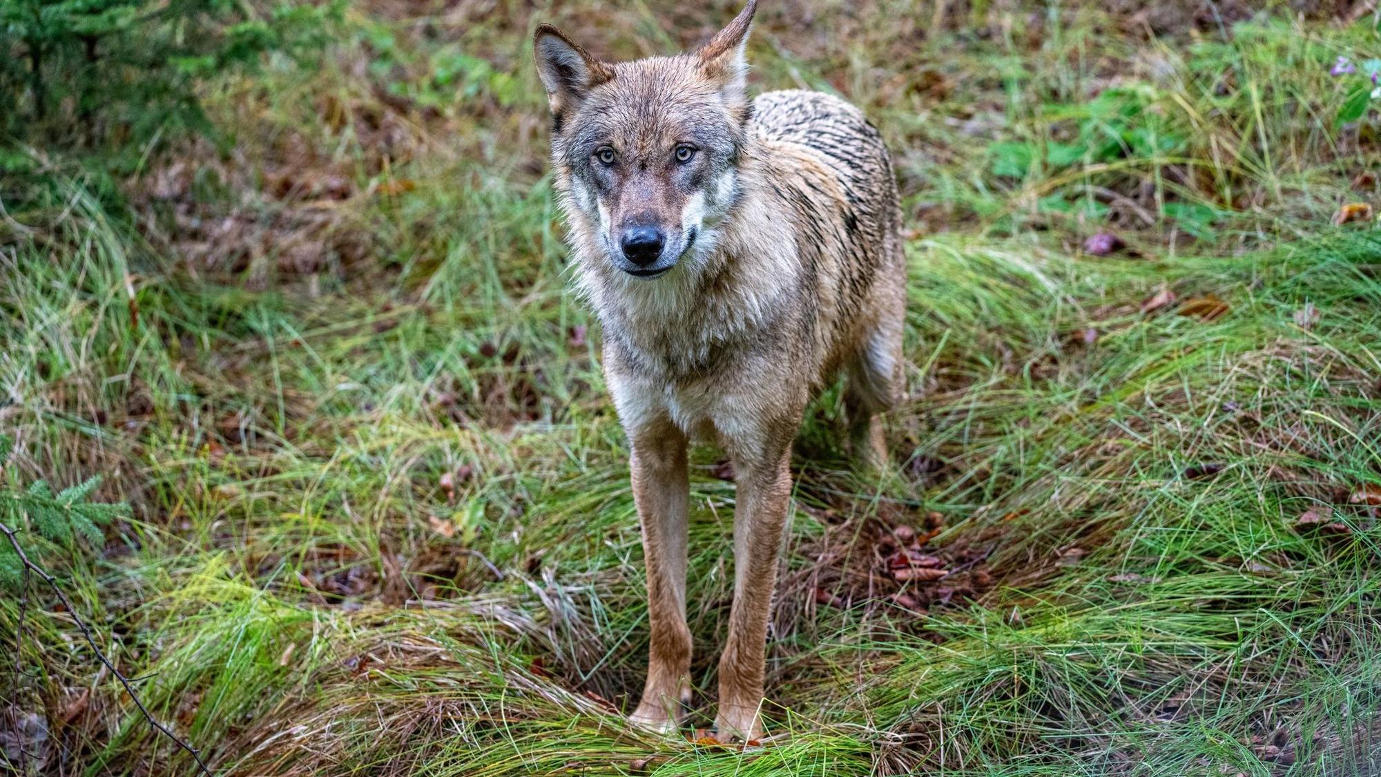 Wölfe sind nun jagdbare Tiere. (Archivbild)
