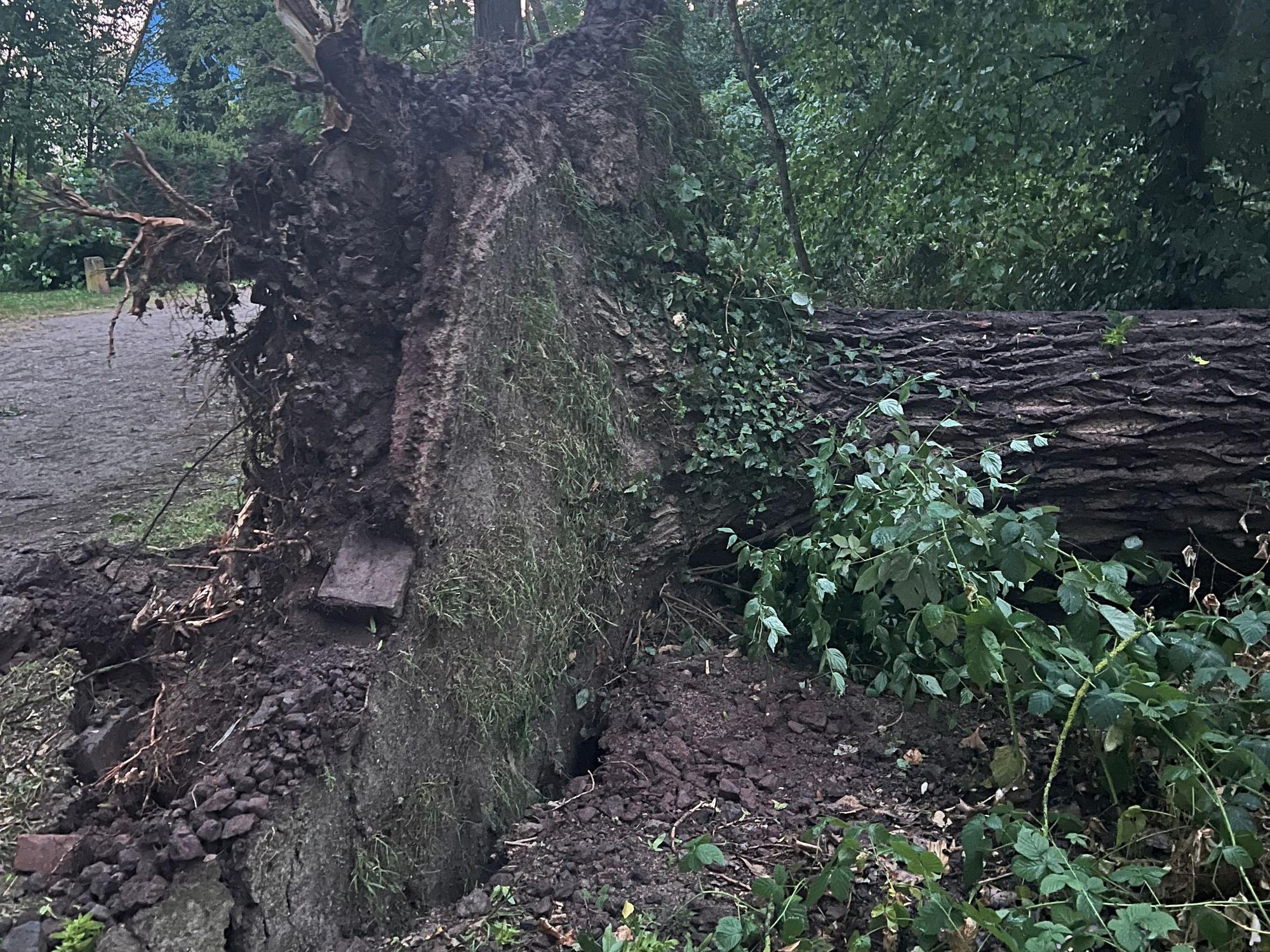 Dieser Baum kippte in der Nacht zu Sonntag in Köln-Rath um.