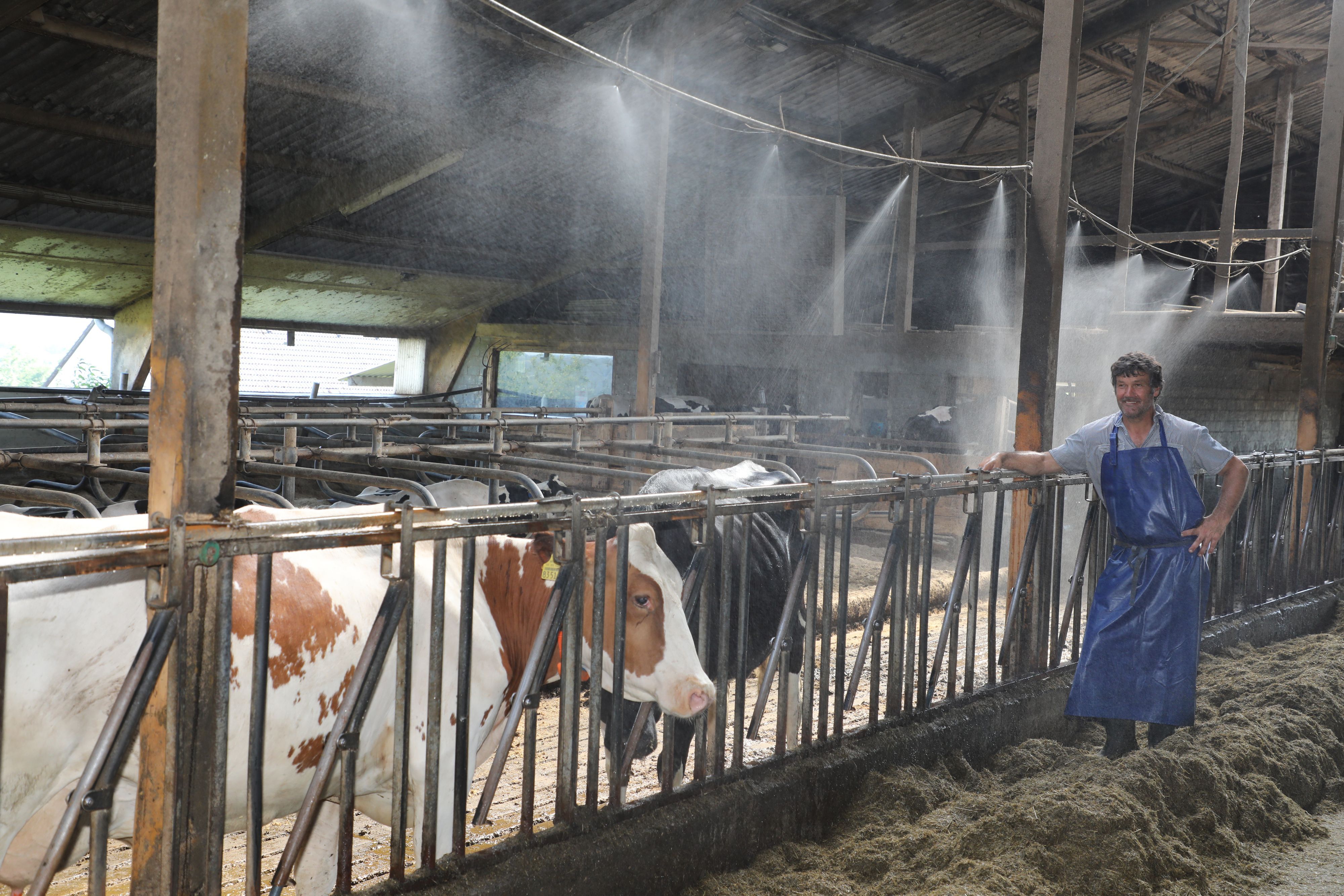 Landwirt Thomas Wester steht am Futtertisch im Freilaufstall auf dem Westerhof in Overath-Kotten.