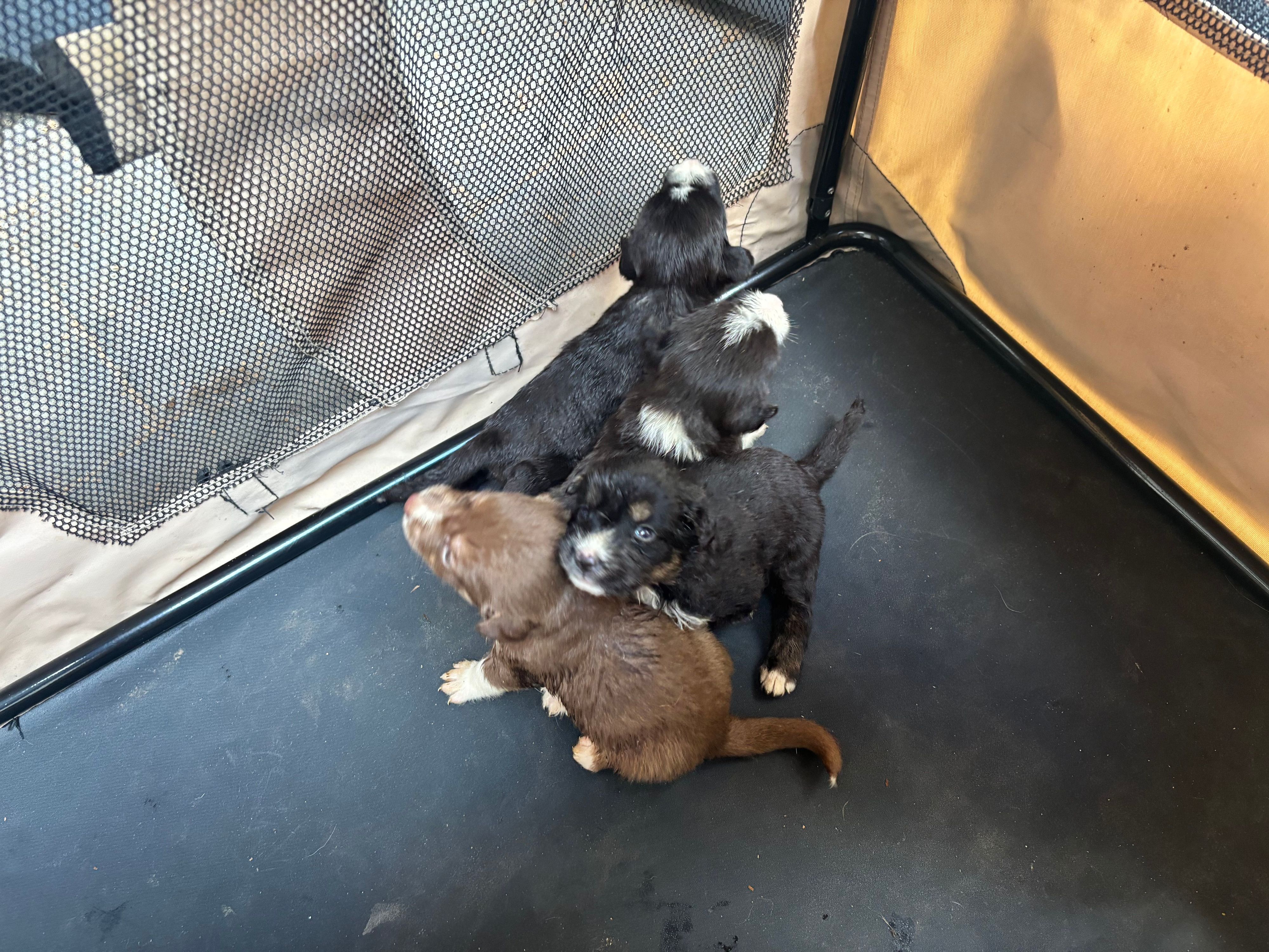 Die vier Welpen werden nun mit ihrer Mutter im Tierheim Dellbrück aufgepäppelt.