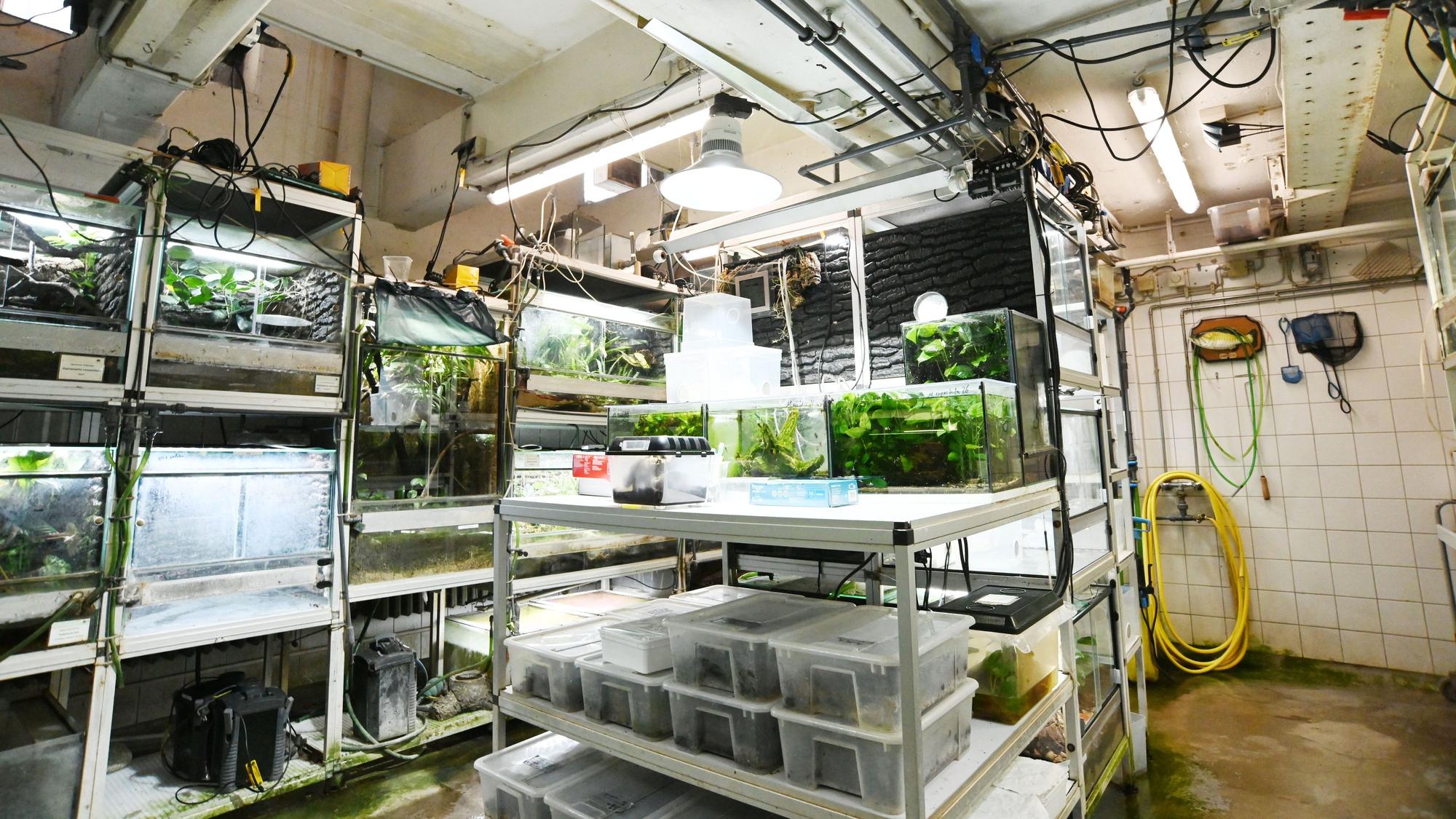 Blick in gefliesten Raum mit vielen Terrarien auf Regalen.