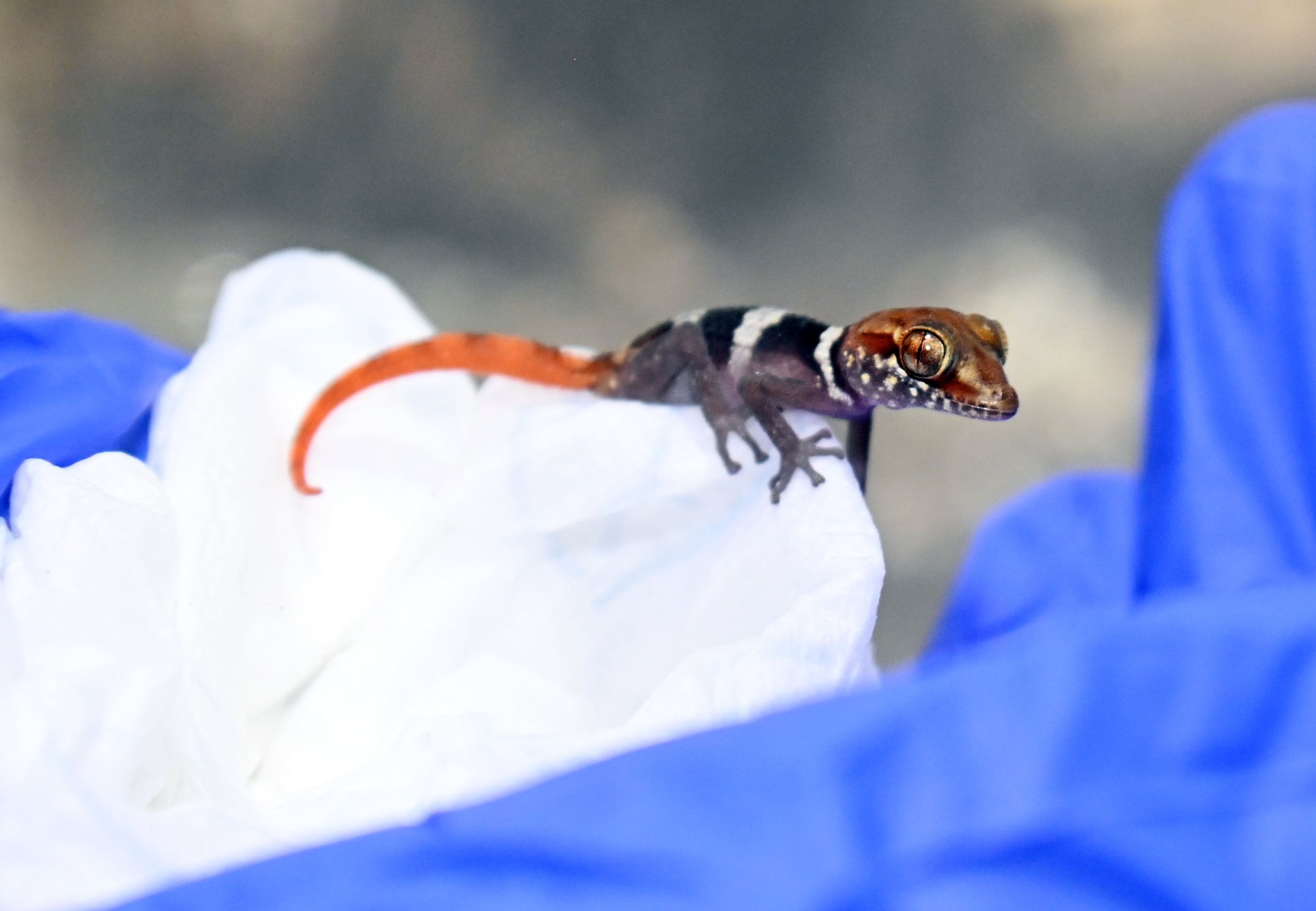 Ein schwarz-weiß-rot gestreifter Gecko.