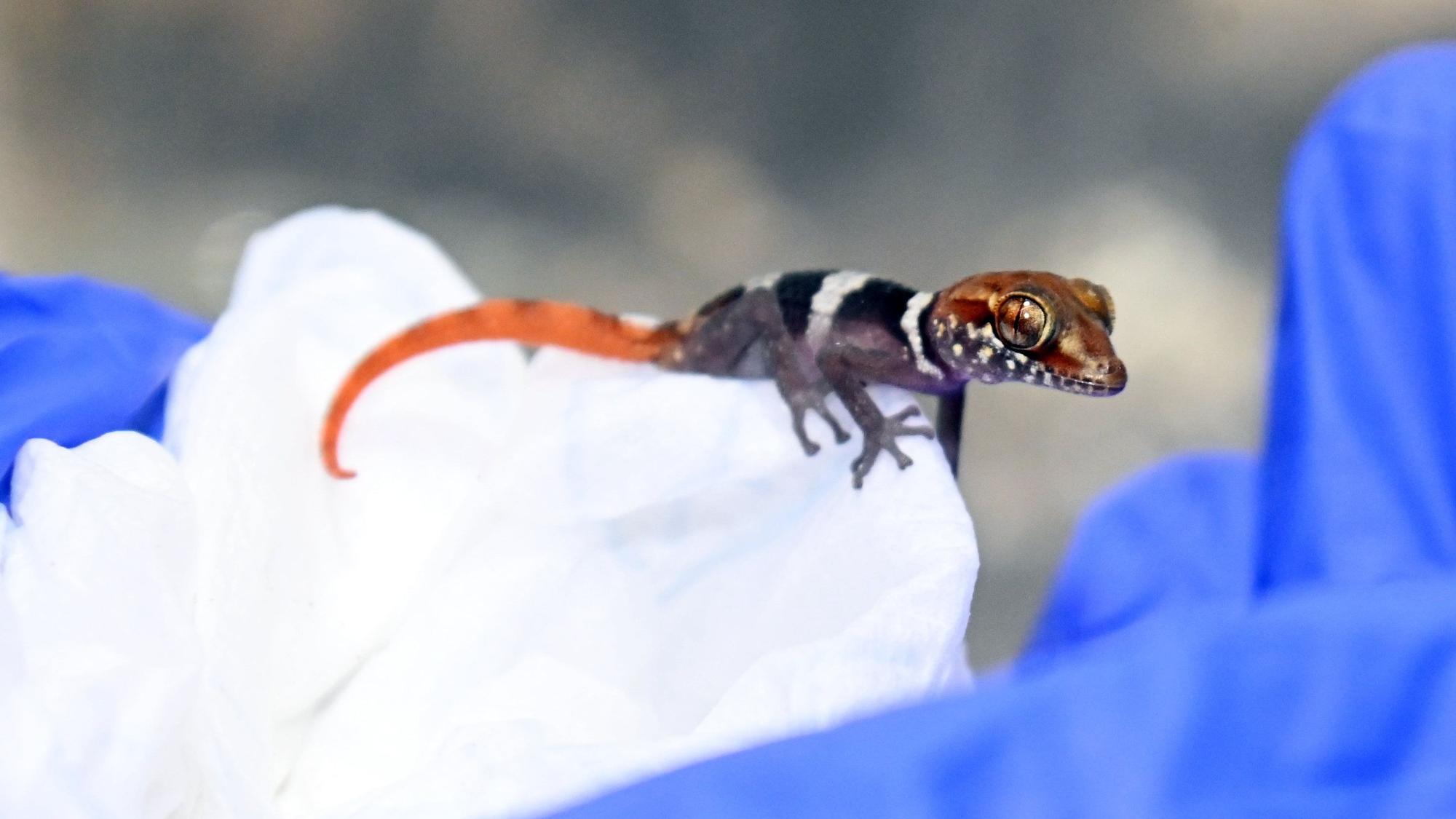 Ein schwarz-weiß-rot gestreifter Gecko.