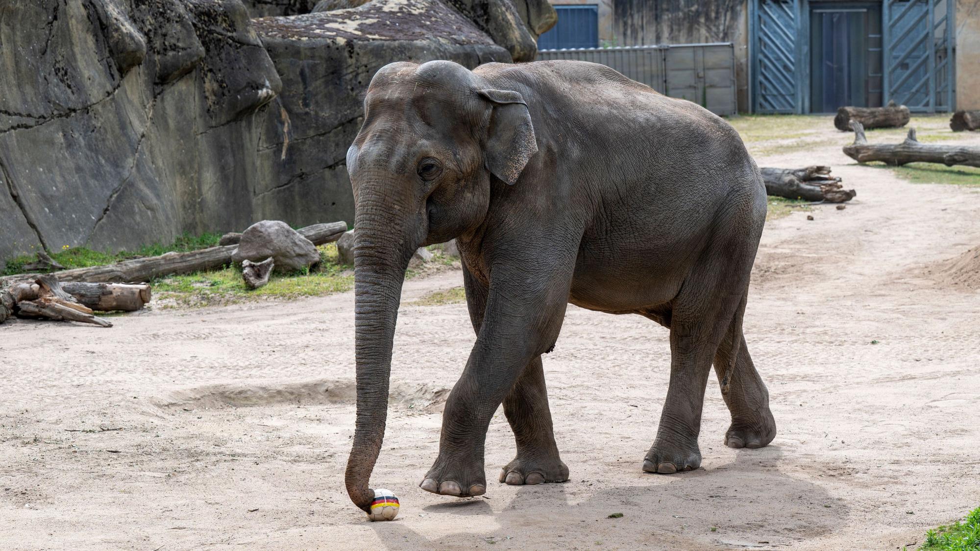 29.06.2026, Köln: Im Zoo glaubt Elefant „Tarak“, dass die deutsche Mannschaft das Spiel gegen Paraguay gewinnen wird. Das Tierorakel Elefant „Tarak“ tippt die Spiele der deutschen Mannschaft bei der Fußball-Weltmeisterschaft. Heute tippt er das Ergebnis des ersten deutschen KO-Runden-Spiels, das am Abend stattfindet. Foto: Uwe Weiser
