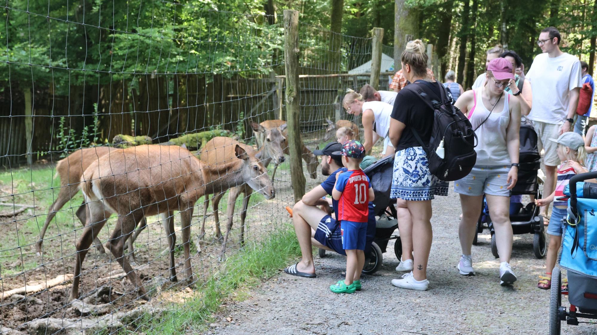 Gäste bestaunen das Rotwild