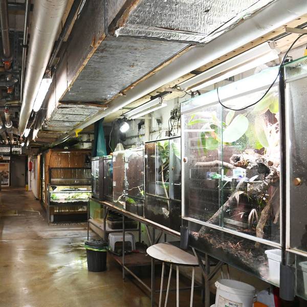 Blick in die Keller des Aquariums: Überall stehen Terrarien mit Tieren.