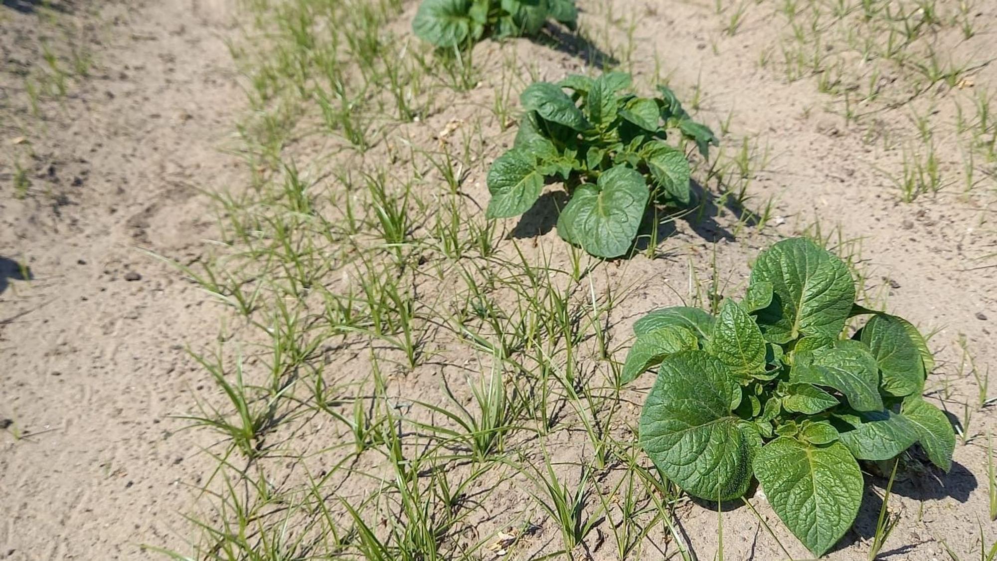 Erdmandelgras auf einem Kartoffelacker in NRW: Noch ein leichter Befall.