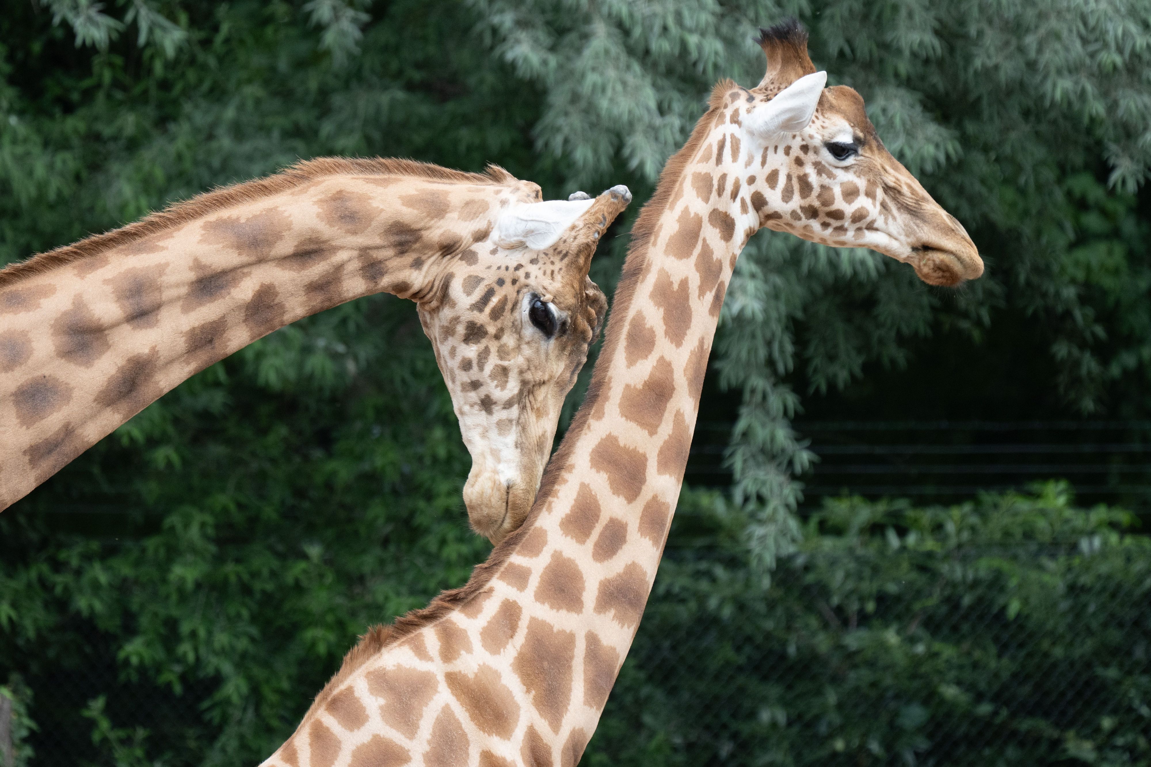 Kardofan-Giraffen im Dresdner Zoo. Auch in den Kölner Zoo ziehen bald drei Kardofan-Giraffen ein, eine Unterart der Netzgiraffe, die es bis 2024 in Köln gab. Die Giraffen-Anlage im Kölner Zoo steht kurz vor Fertigstellung.