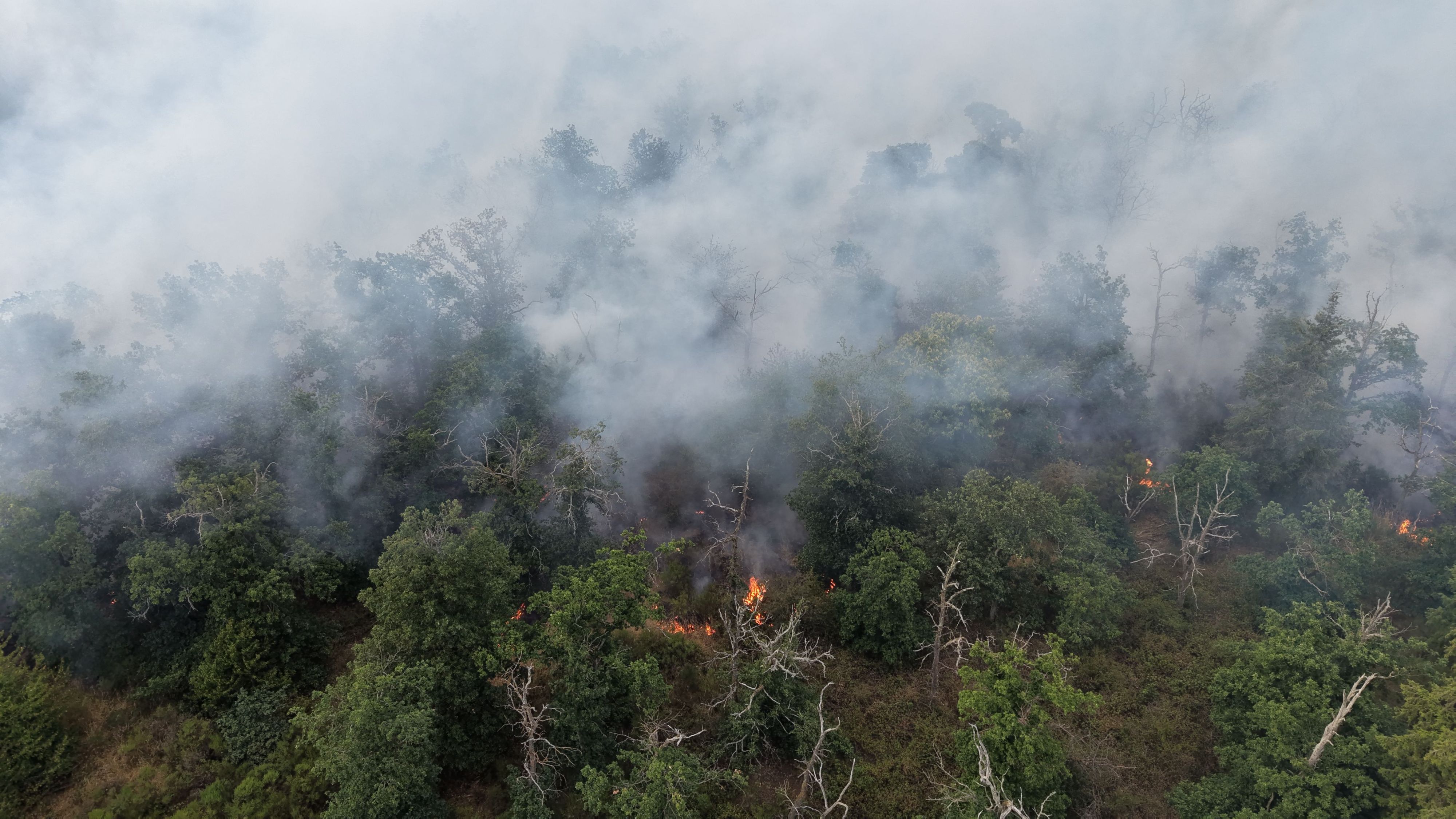Flammen fressen sich während der Hitzewelle im Juni 2026 durch ein Naturschutzgebiet im Kreis Bad Kreuznach.