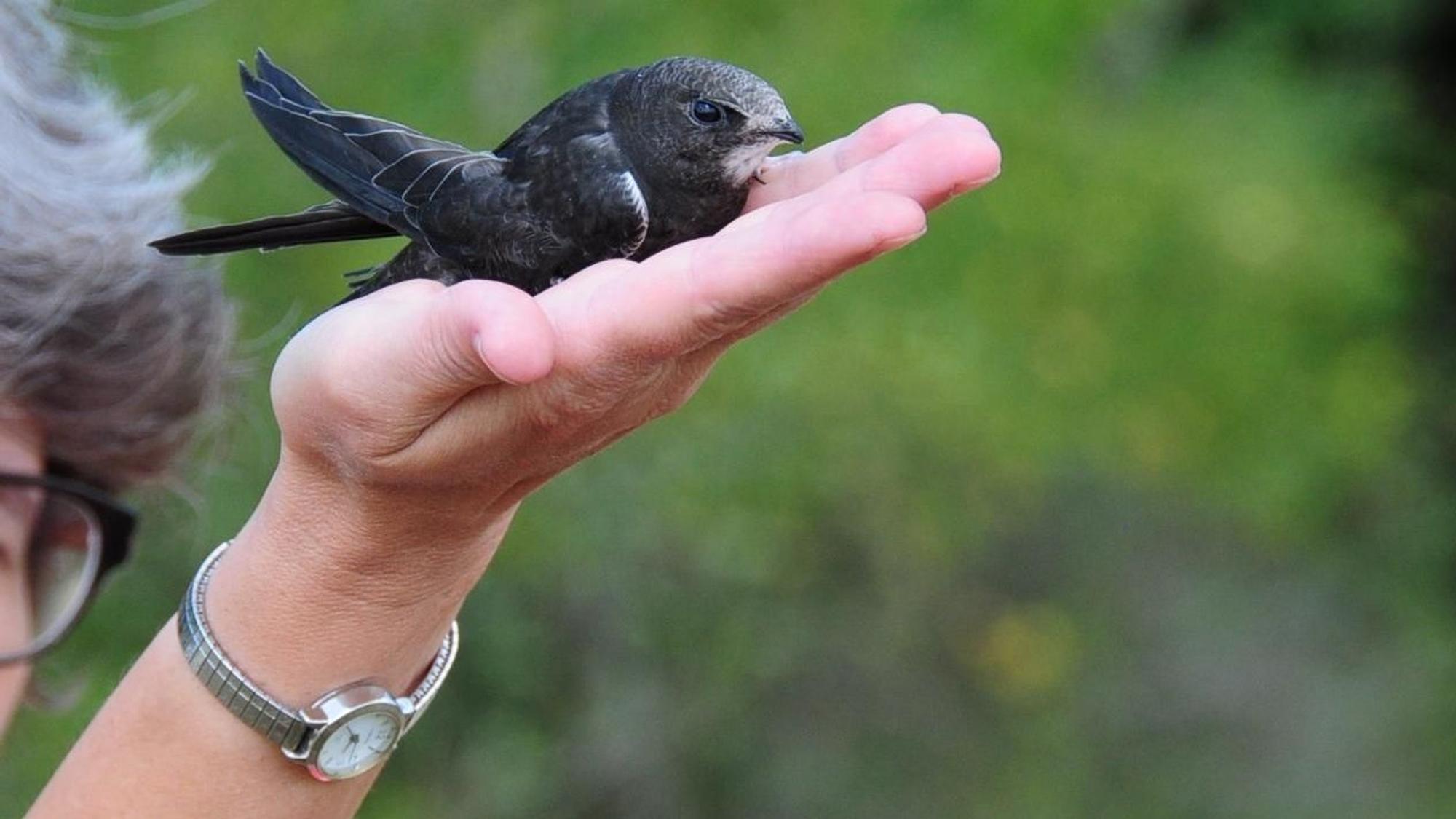 Zu sehen ist ein junger Mauersegler in der Hand einer Frau.