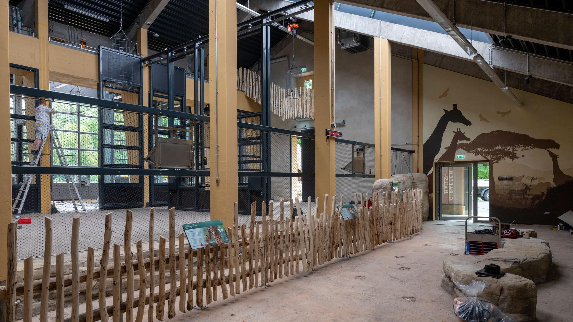 Eine Innenansicht des neuen Giraffenhauses „Magomba Savanne“ im Kölner Zoo.