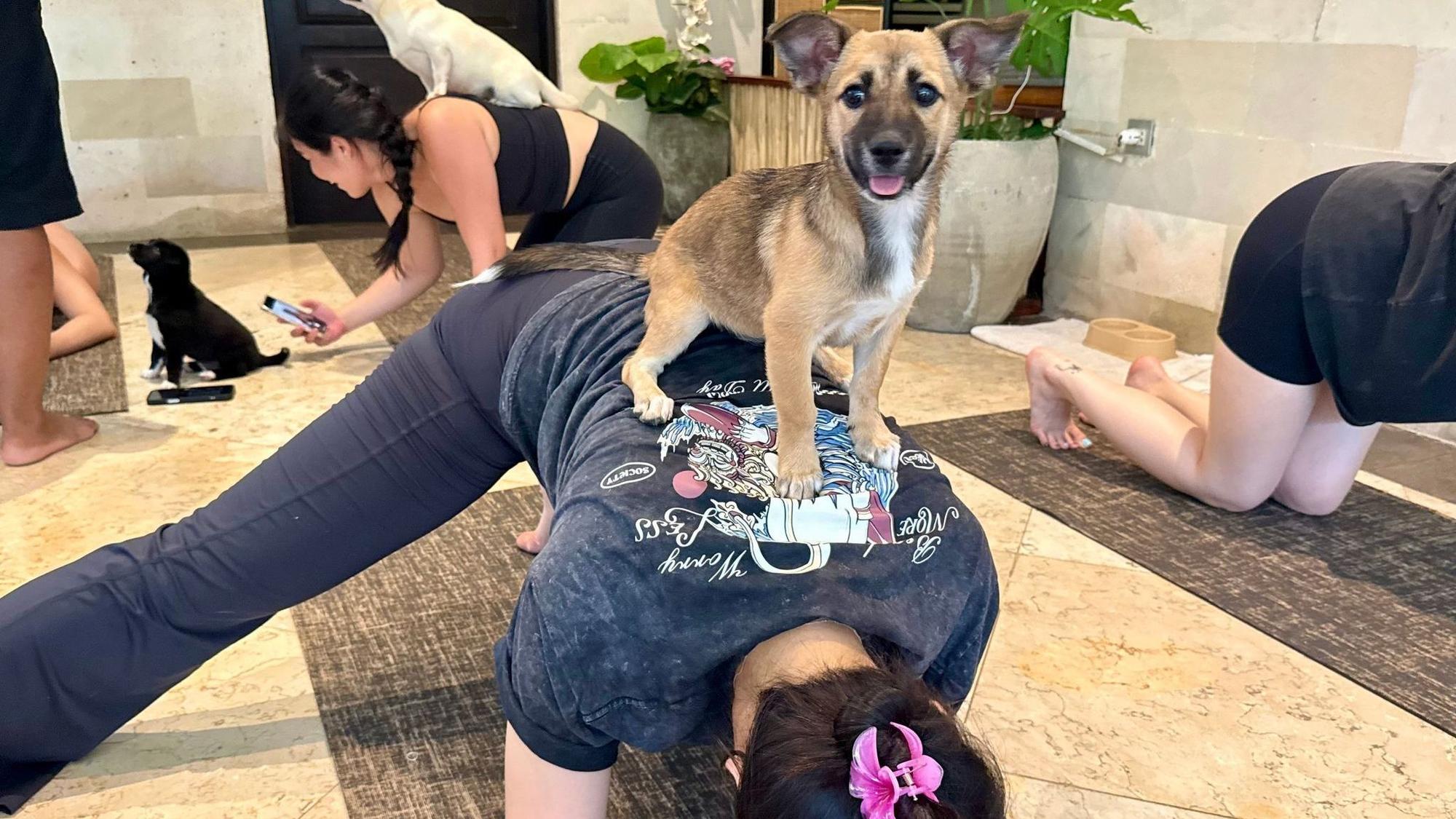 Beim Puppy Yoga springen die Welpen gerne auf den Rücken der Teilnehmer.