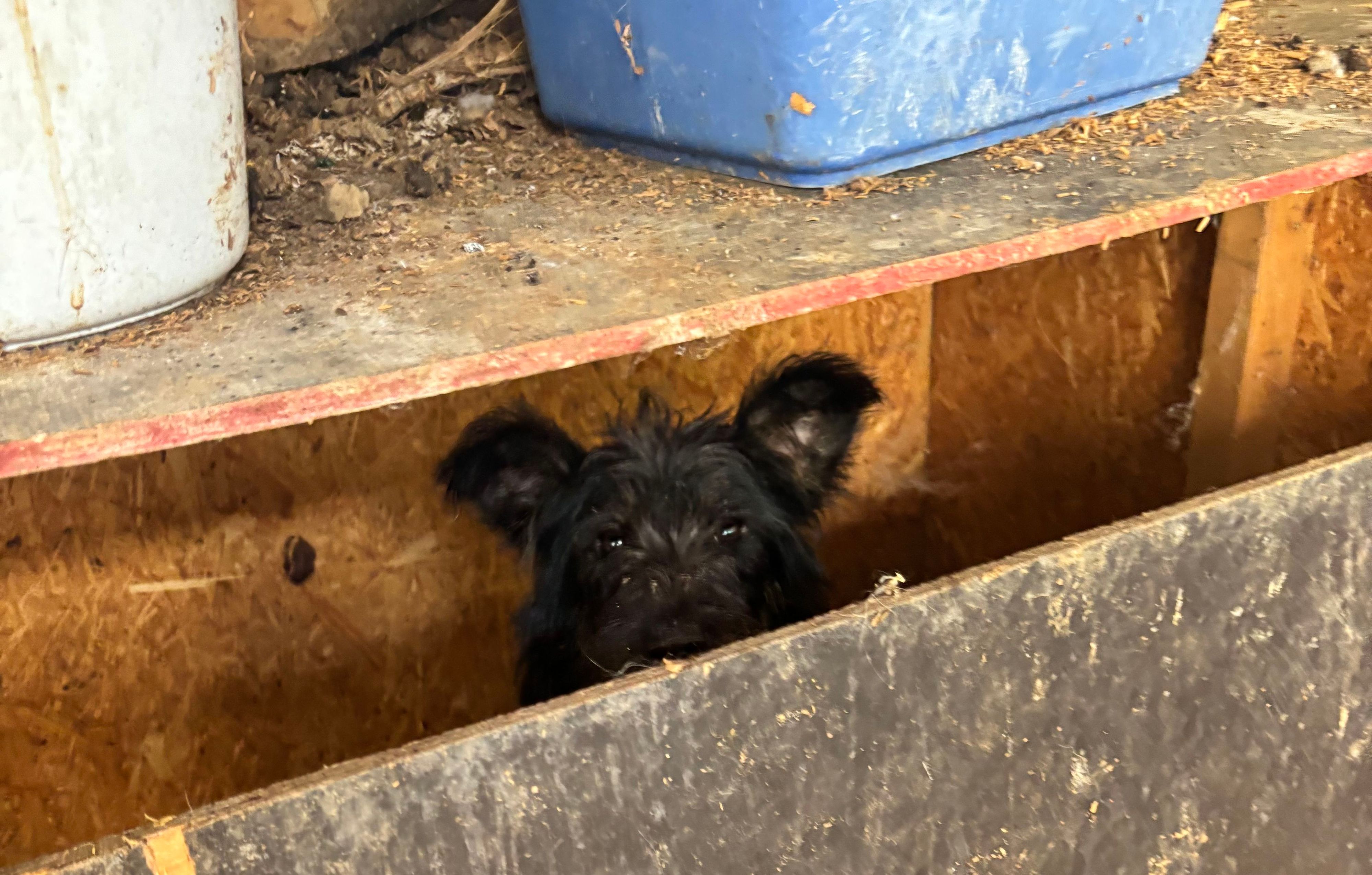Der Verein Team für Tiere Köln und das Tierheim Troisdorf holten am Samstag (27. Juni) 19 verwahrlosteHunde aus einem Messiehaus in Bornheim. Der Besitzer war verstorben.