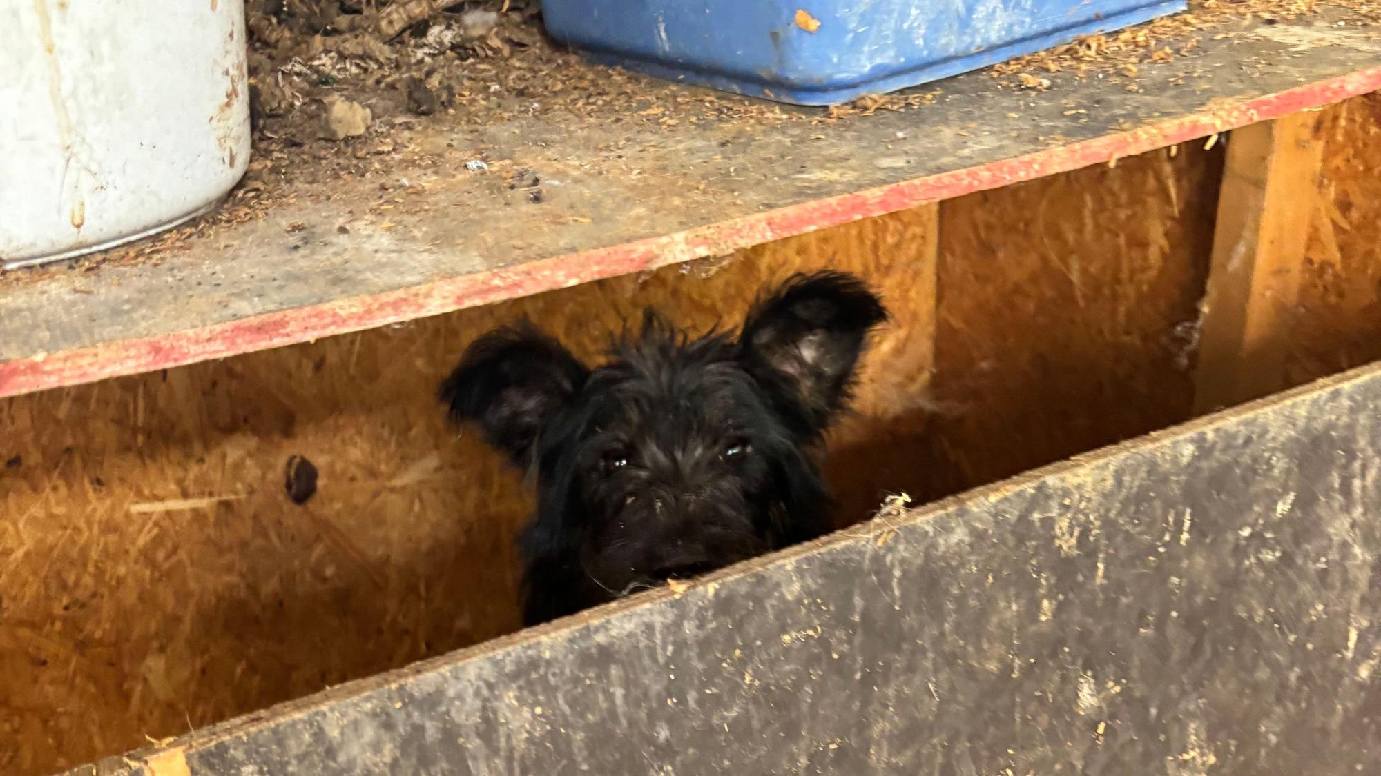 Der Verein Team für Tiere Köln und das Tierheim Troisdorf holten am Samstag (27. Juni) 19 verwahrlosteHunde aus einem Messiehaus in Bornheim. Der Besitzer war verstorben.