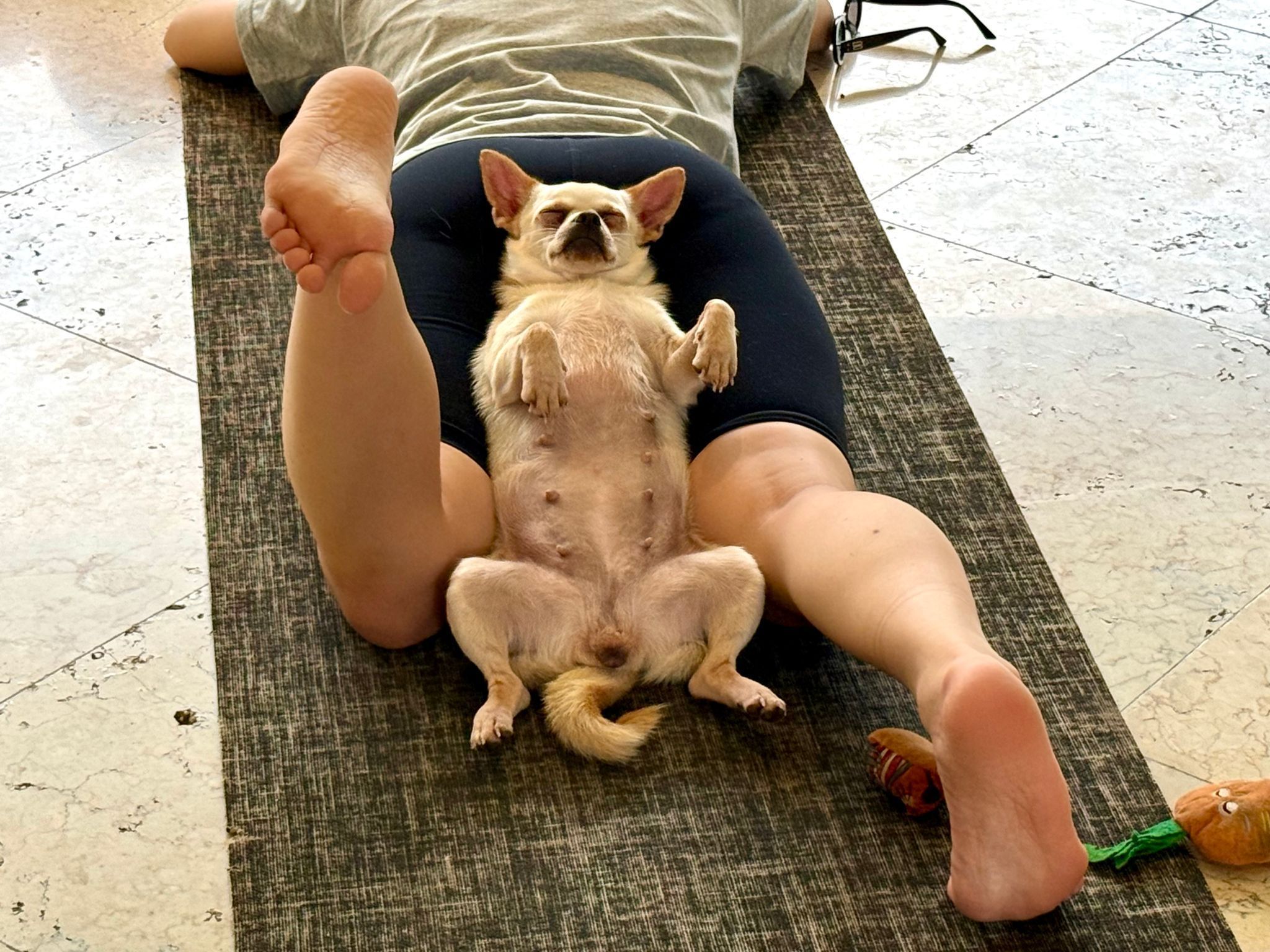 Die Hunde sollen lernen, sich zu entspannen - was sie oft auch tun.