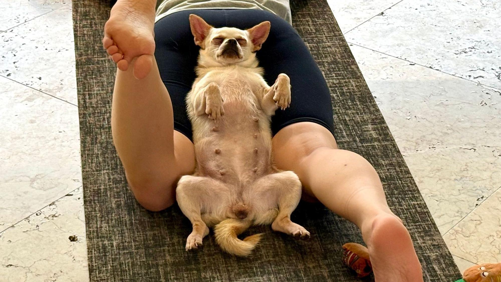 Die Hunde sollen lernen, sich zu entspannen - was sie oft auch tun.