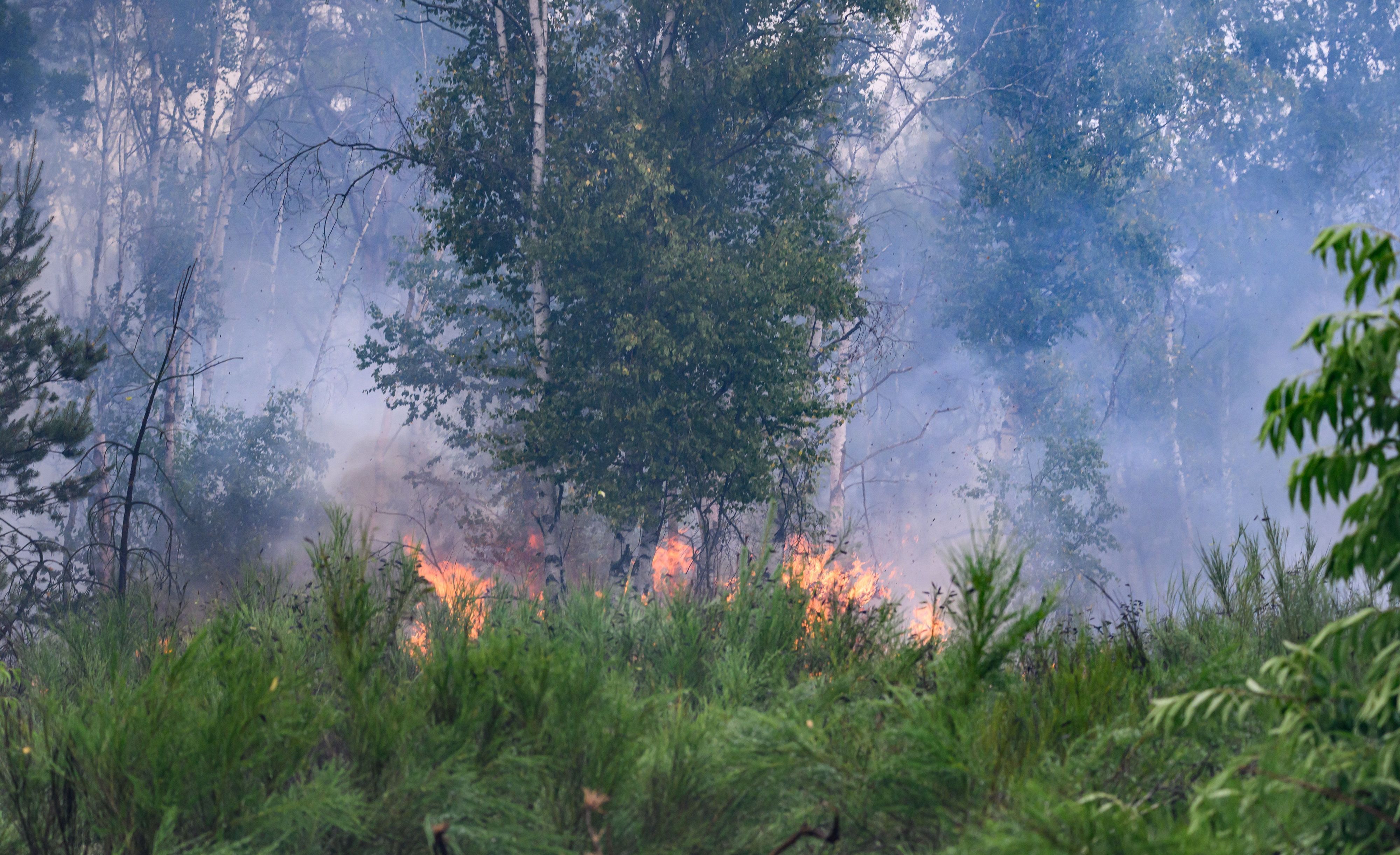 Flammen sind bei einem Waldbrand in der Gohrischheide zu sehen. Im vergangenen Jahr verbrannte in Deutschland besonders viel Wald.
