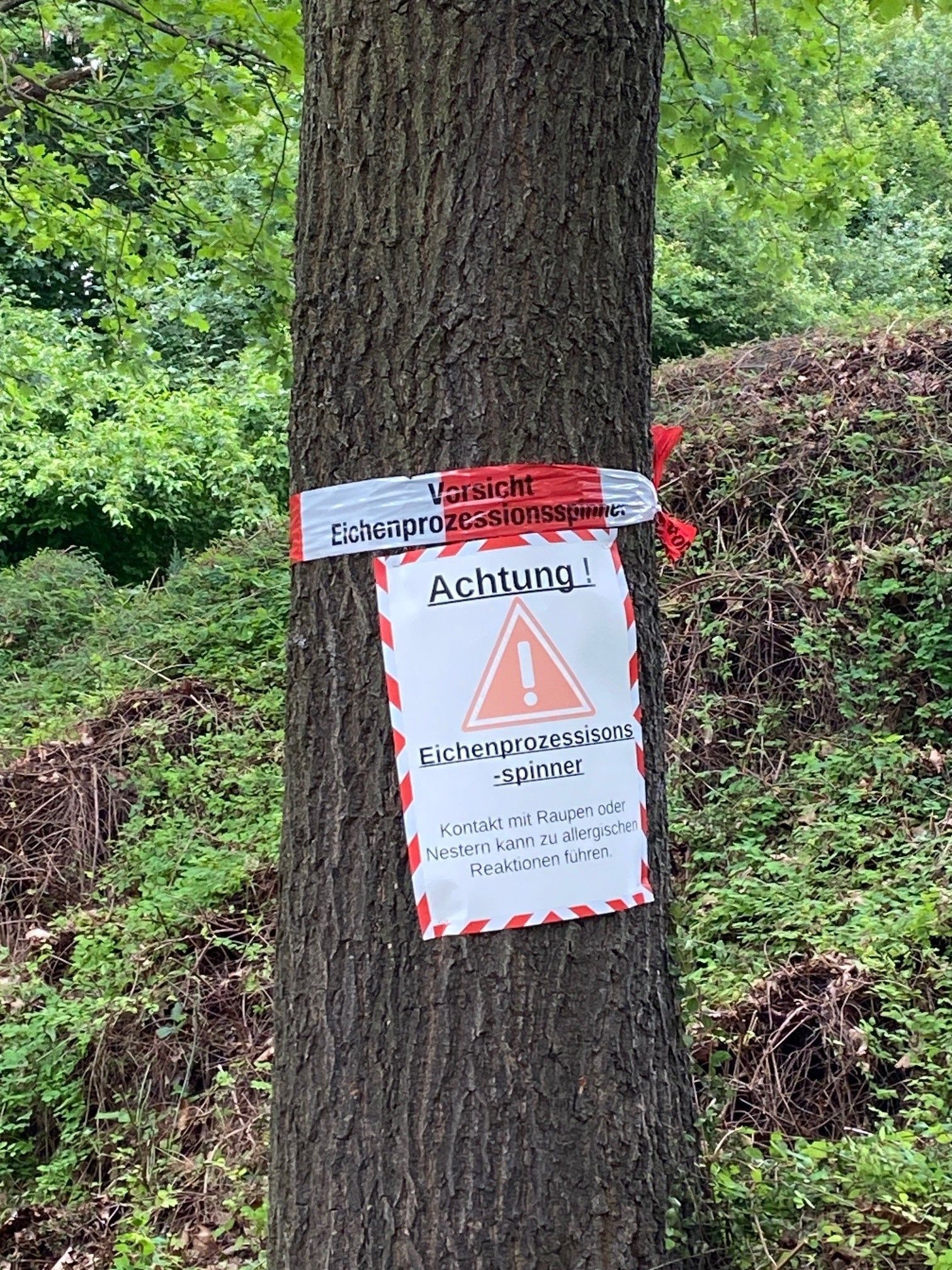 Ein Schild „Achtung Eichenprozessionsspinner“ hängt am Baum in der Gemeinde Wachtberg.