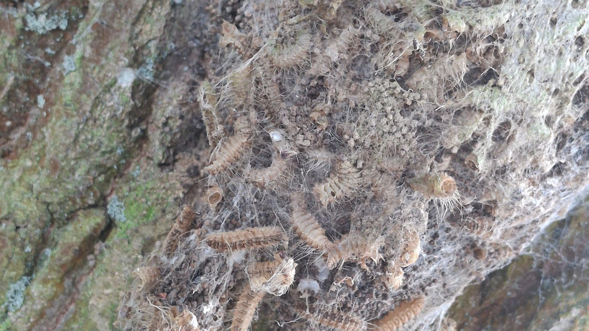 Eichenprozessionsspinner in ihrem Nest an einem Baum in der Gemeinde Wachtberg