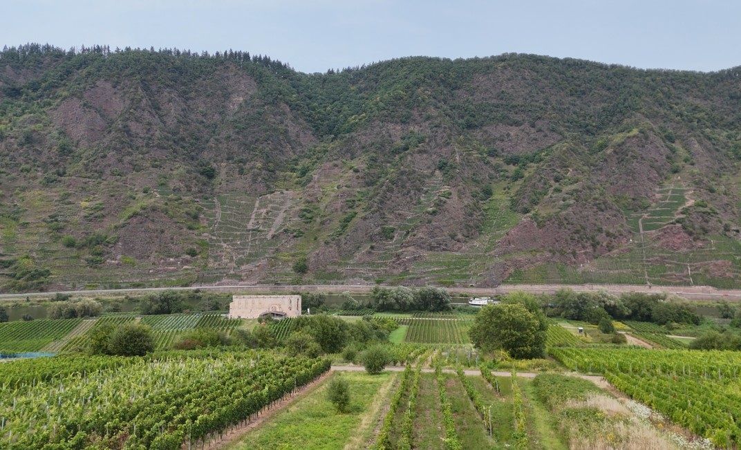 Das Foto zeigt ein Anbaugebiet der Oberberger und im Hintergrund den Bremmer Calmont.