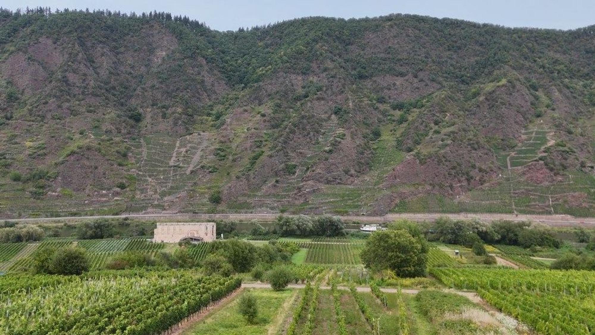 Das Foto zeigt ein Anbaugebiet der Oberberger und im Hintergrund den Bremmer Calmont.
