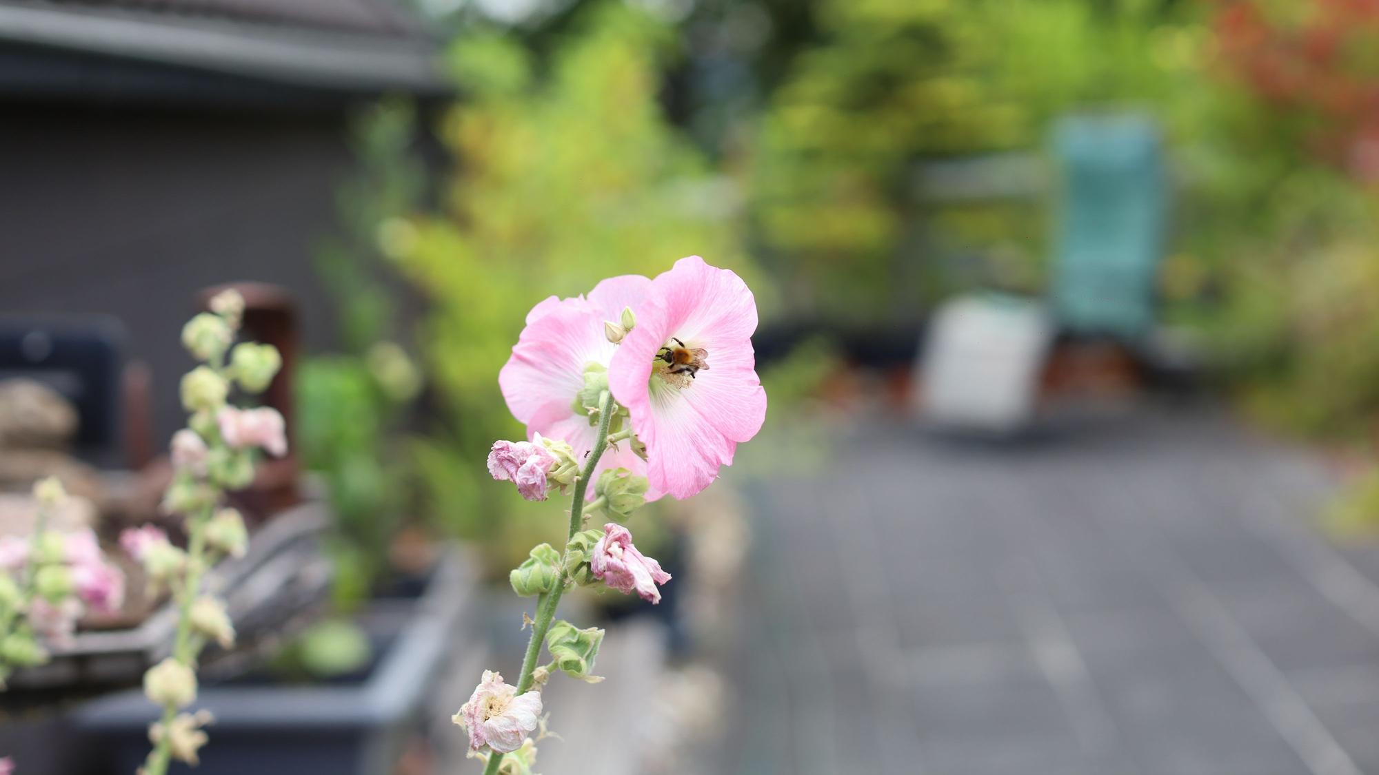Insekten dürften hier einiges Spannendes finden.