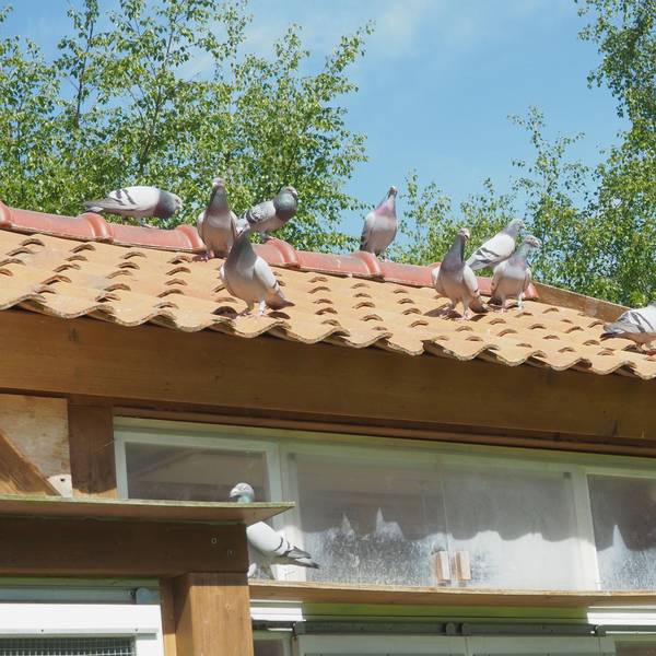 Auf einem Dach, das mit roten Ziegeln gedeckt ist, sitzen Tauben.