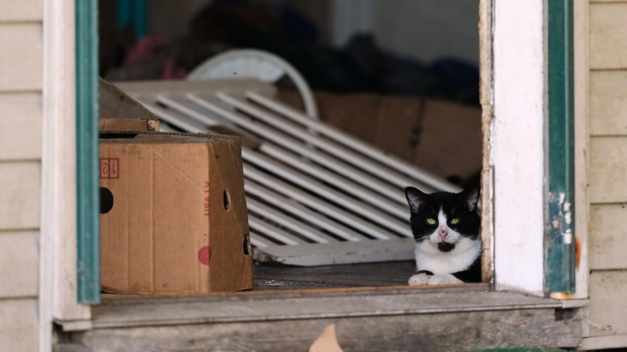 Eine Katze schaut aus einer Seitentür eines Hauses, aus dem die Behörden nach eigenen Angaben 16 Kinder in Obhut genommen und vier Erwachsene festgenommen haben.