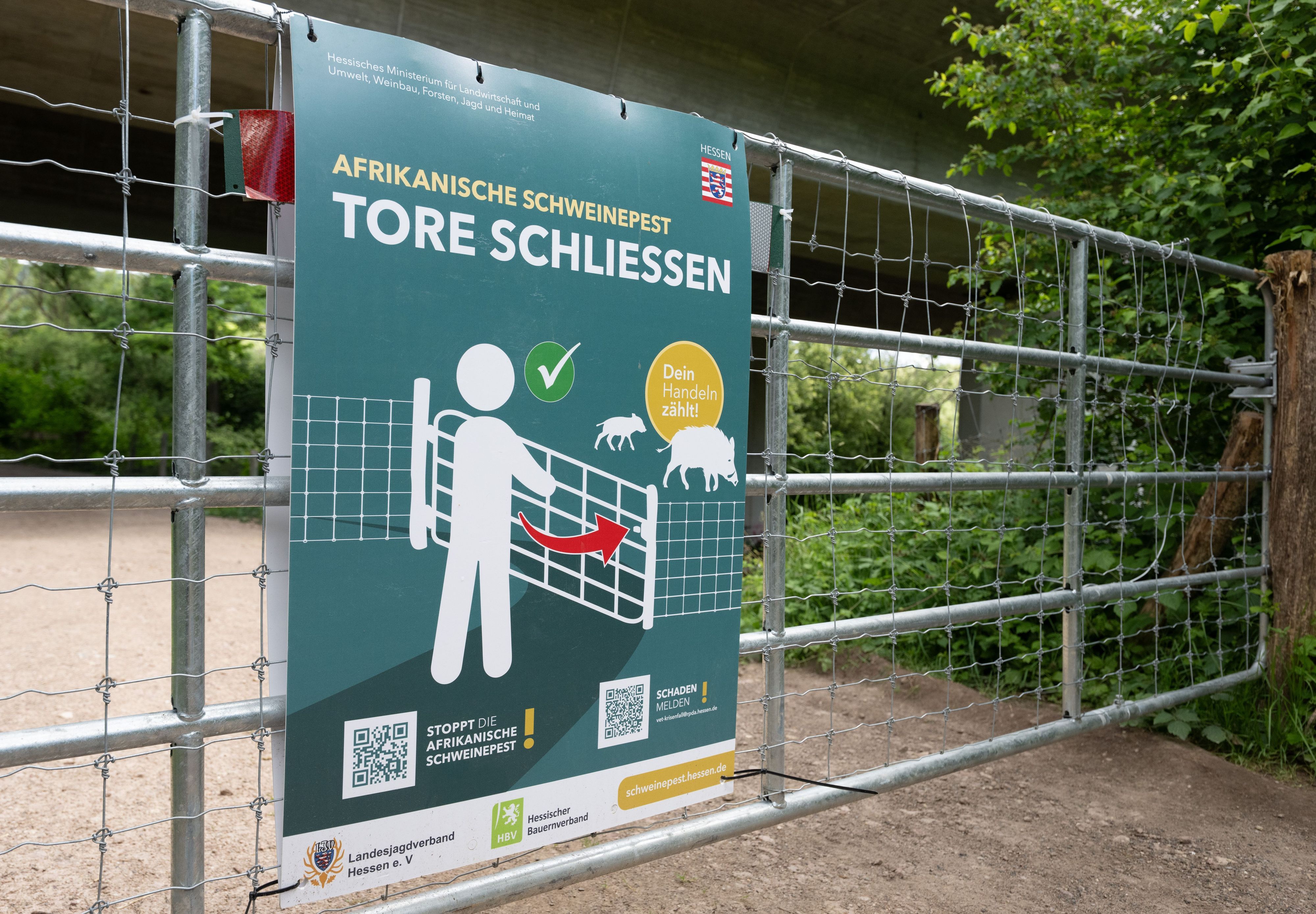 Schutzzäune mit Toren, wie hier in Hessen, sollen eine Ausbreitung der Afrikanischen Schweinepest verhindern. Diese endet für Tiere tödlich. Nicht alle sehen den Oberbergischen Kreises derweil gut aufgestellt