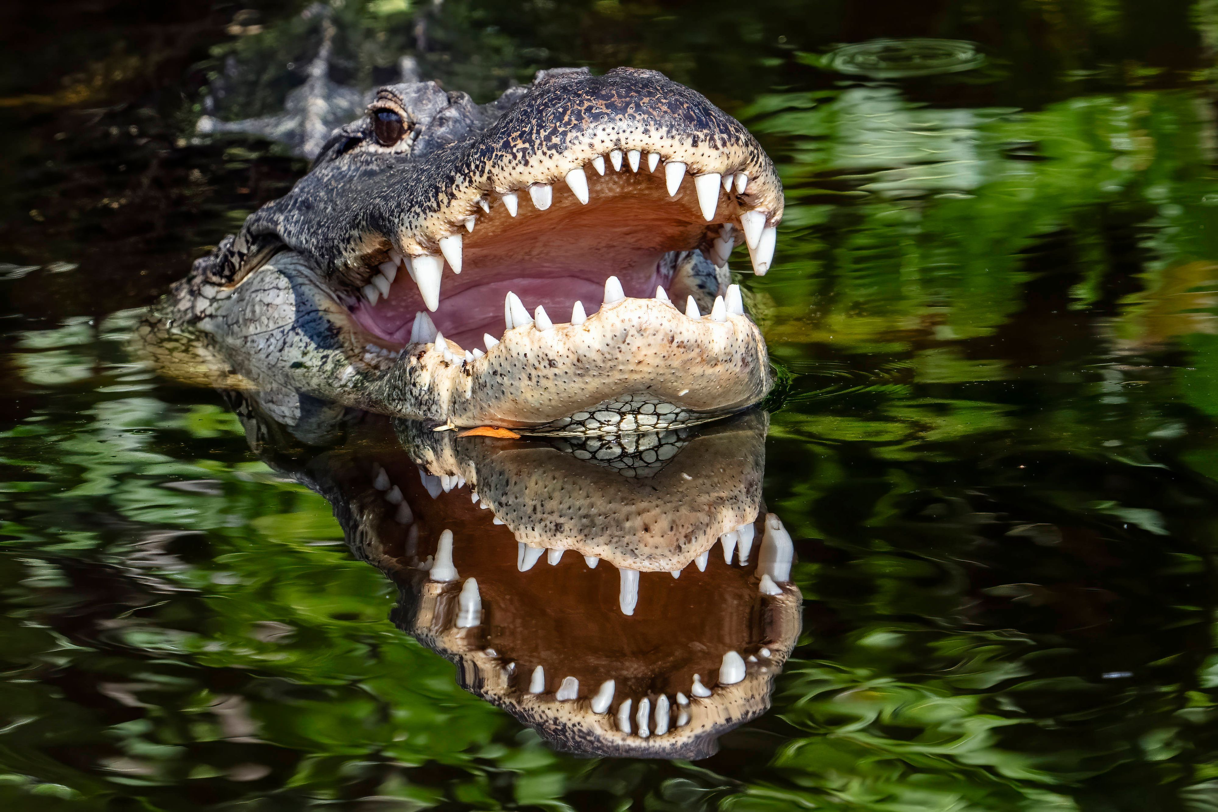 Alligator im Wasser.