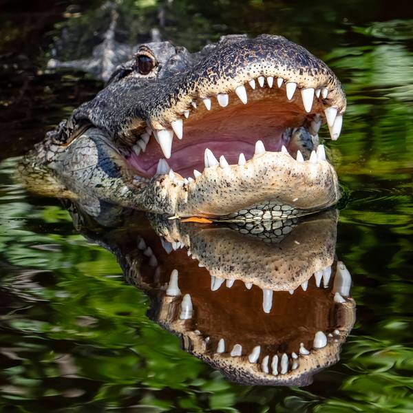 Alligator im Wasser.