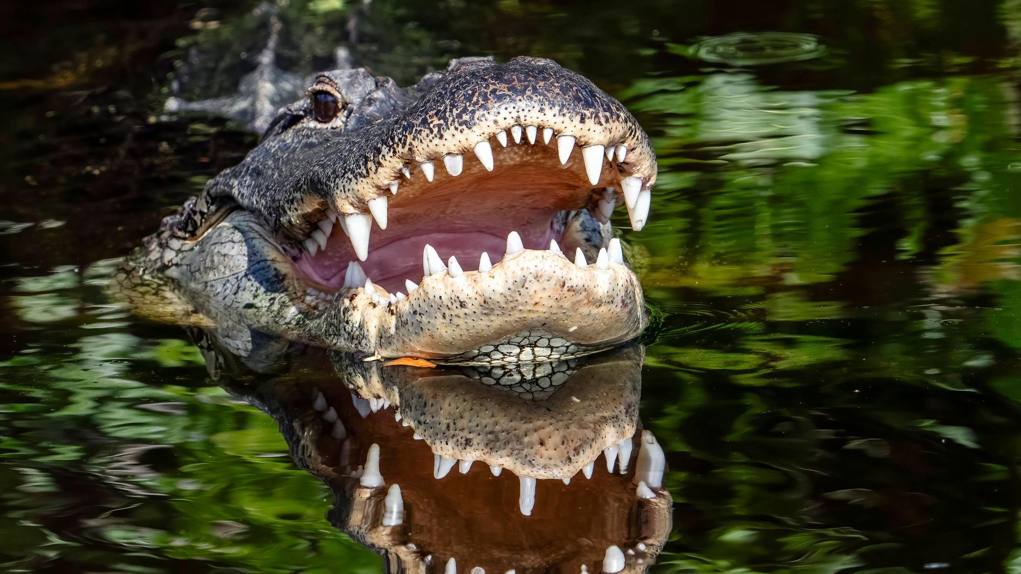 Alligator im Wasser.