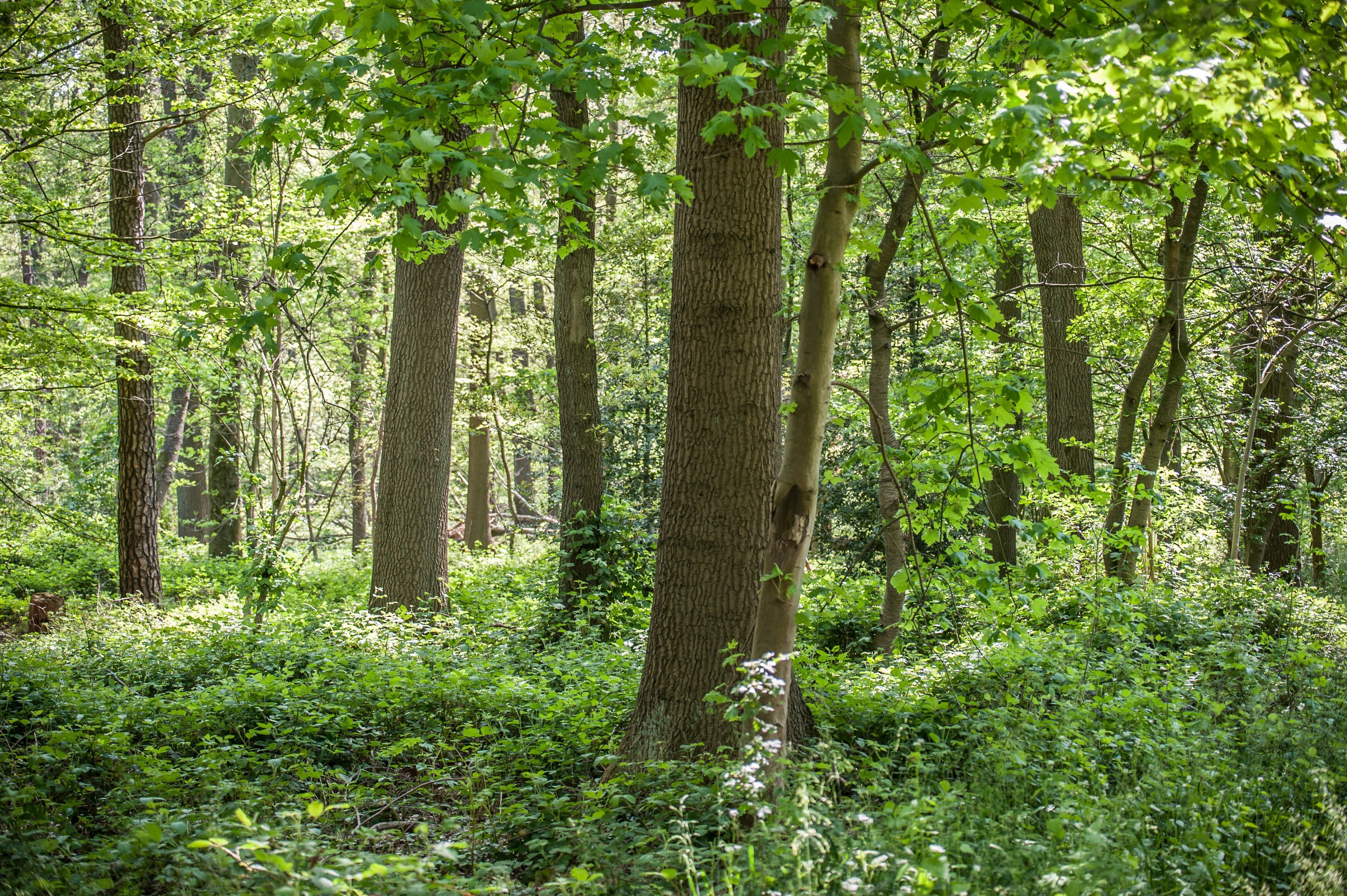 Ein Wald, wie dieser hier in Rheindorf, hätte aus dem Aufforstungsprojekt der Jugend „Wald der Freundschaft“ werden können.