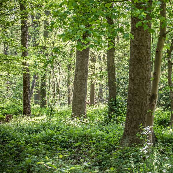 Ein Wald, wie dieser hier in Rheindorf, hätte aus dem Aufforstungsprojekt der Jugend „Wald der Freundschaft“ werden können.