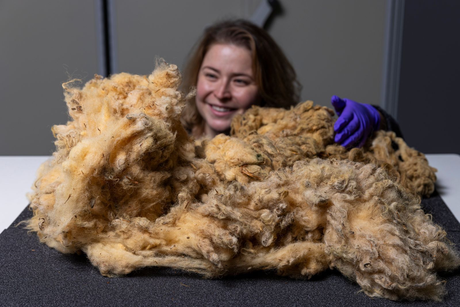 Auch ein Fell von Dolly gibt es im National Museum of Scotland zu bestaunen. (Bild: Duncan McGlynn)