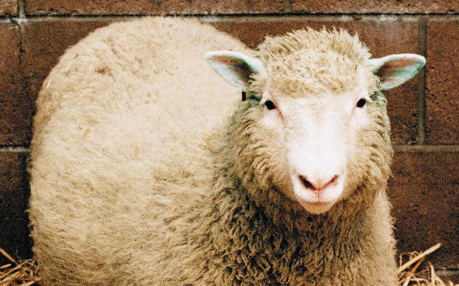 Eine Ikone der Wissenschaft: Das Klonschaf Dolly wurde am 5. Juli 1996 geboren. Sie starb als sechsfache Mutter viel zu früh, mit sechs Jahren wurde Dolly in Folge einer Lungenentzündung eingeschläfert. (Bild: 2003 Getty Images/Getty Images)