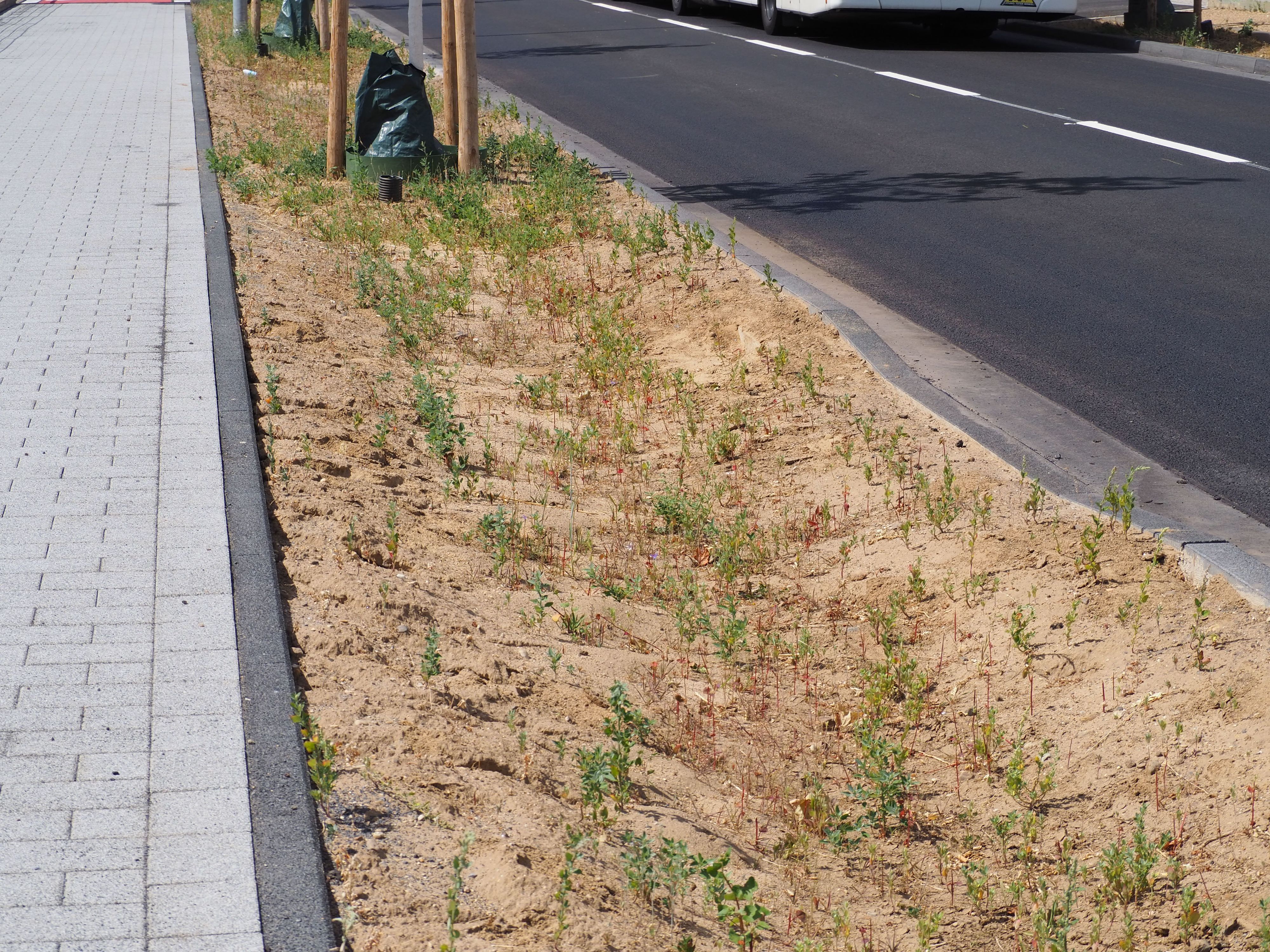 Der Seitenstreifen der Straße ist als Mulde angelegt. Ein Stück Bordstein ist abgesenkt.