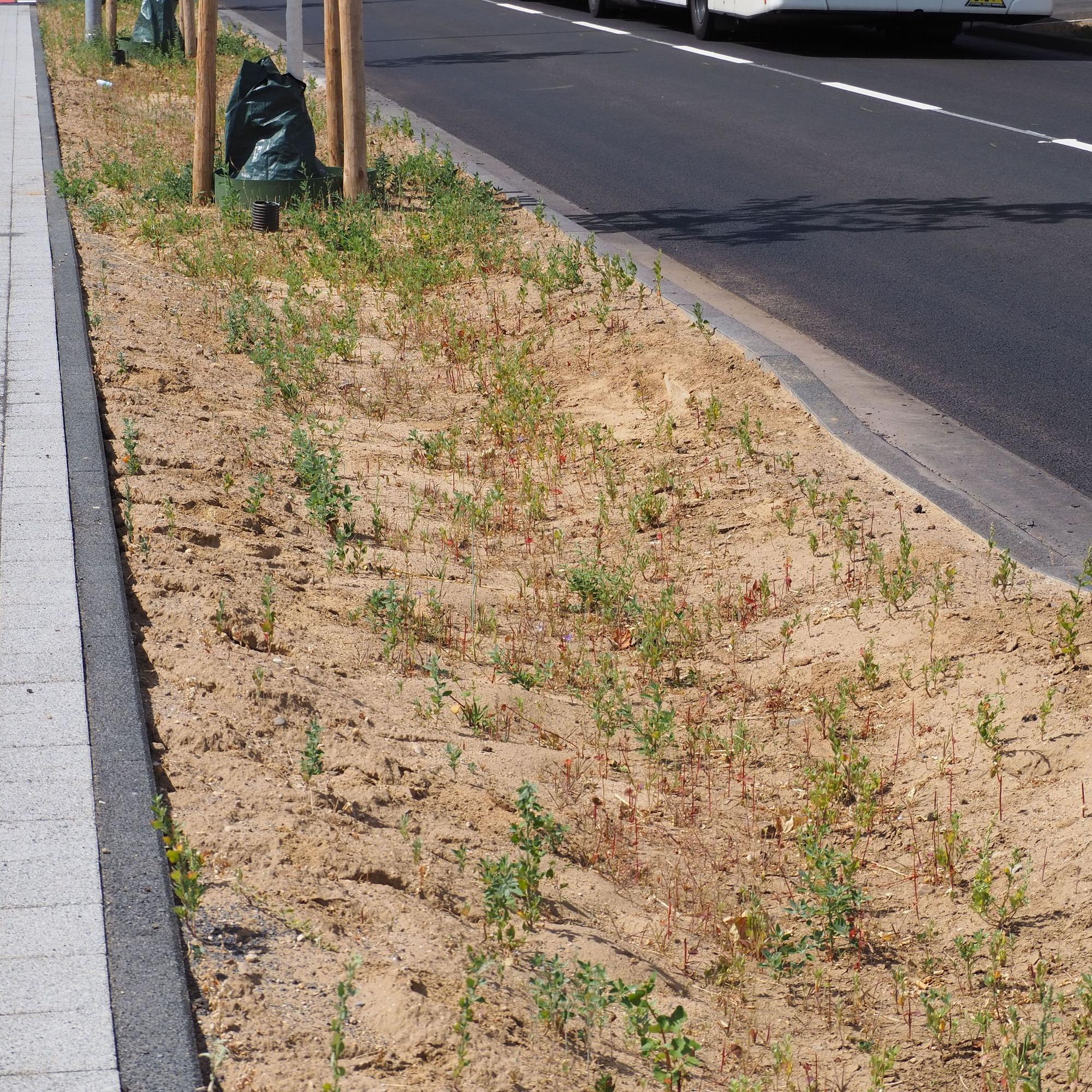 Der Seitenstreifen der Straße ist als Mulde angelegt. Ein Stück Bordstein ist abgesenkt.