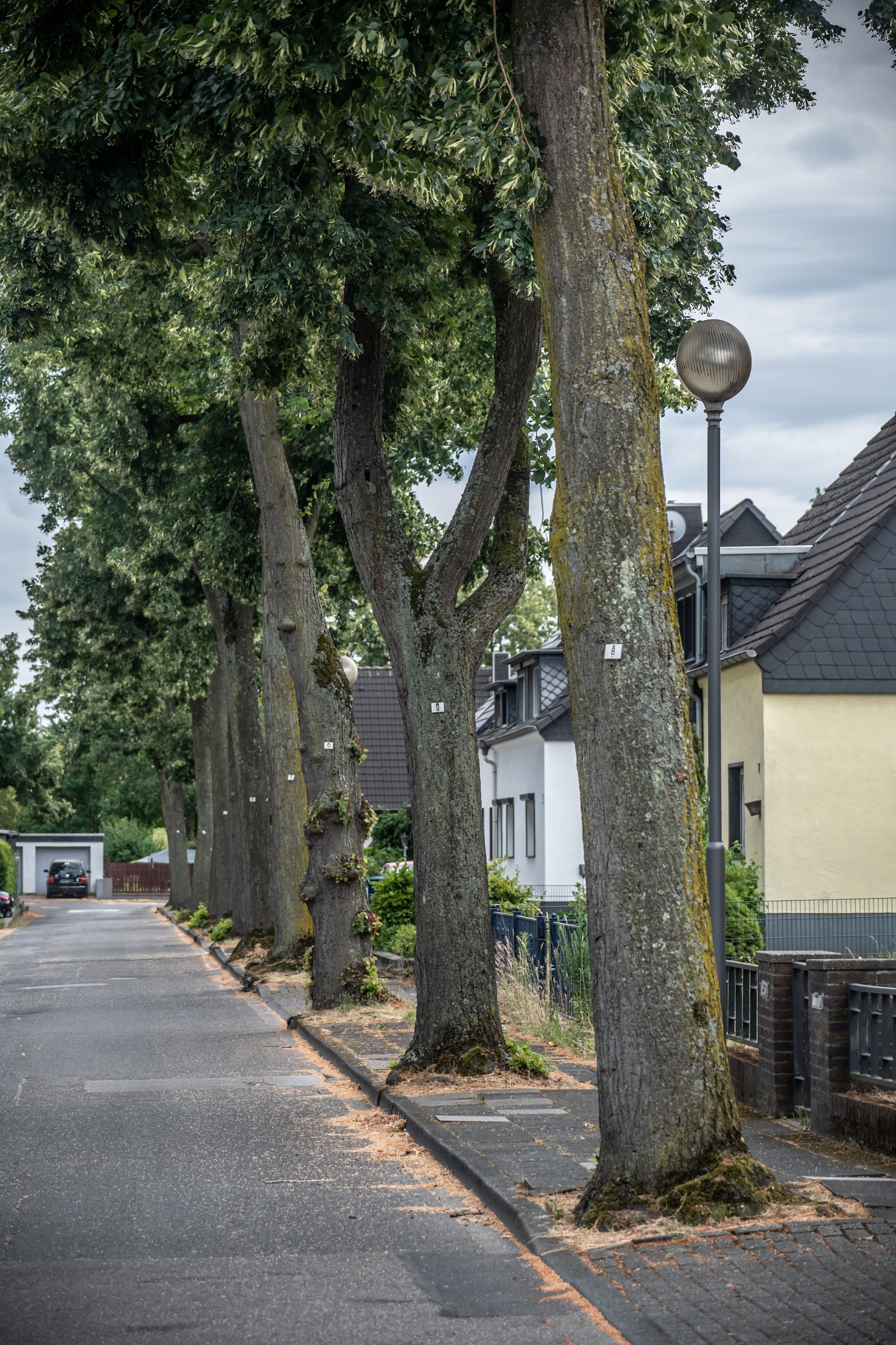 Lindenallee in der Straße Lingenfeld.