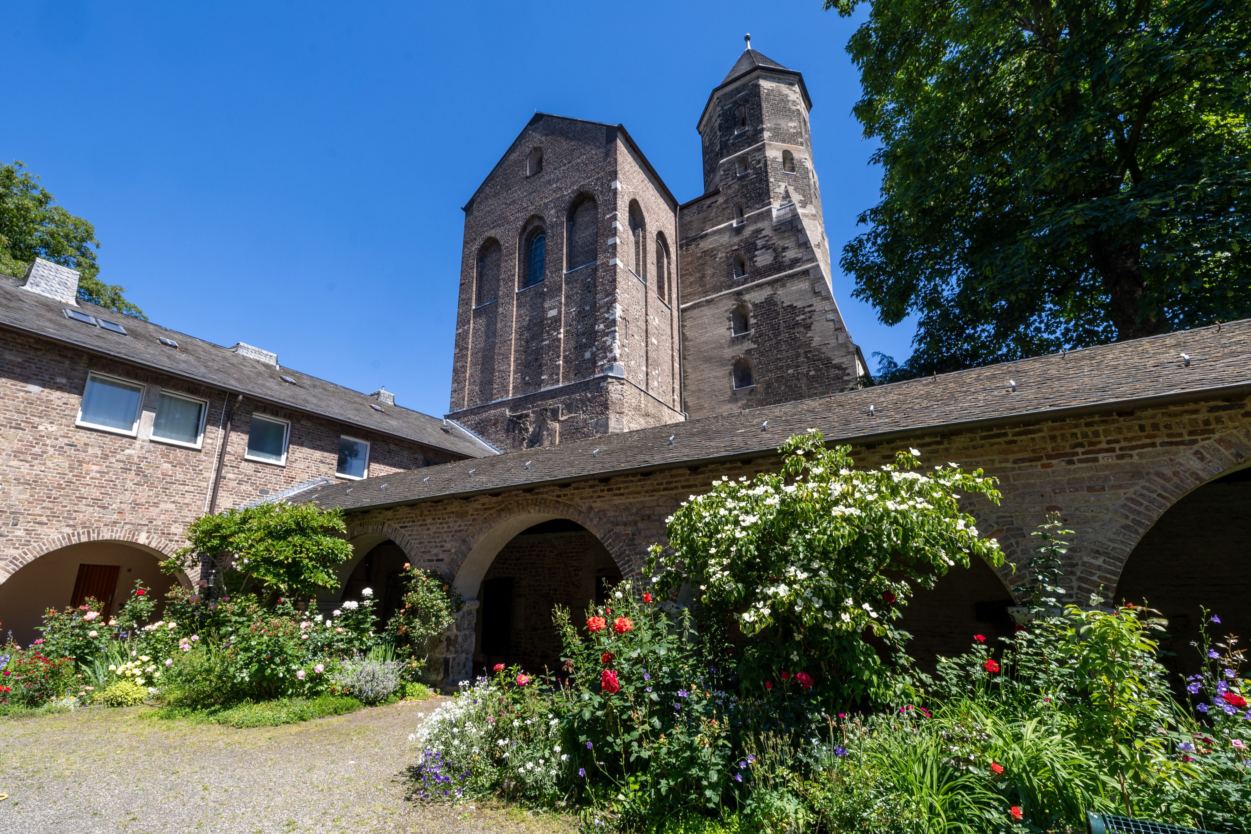 Der Innenhof von St. Maria im Kapitol mit vielen Rosen.