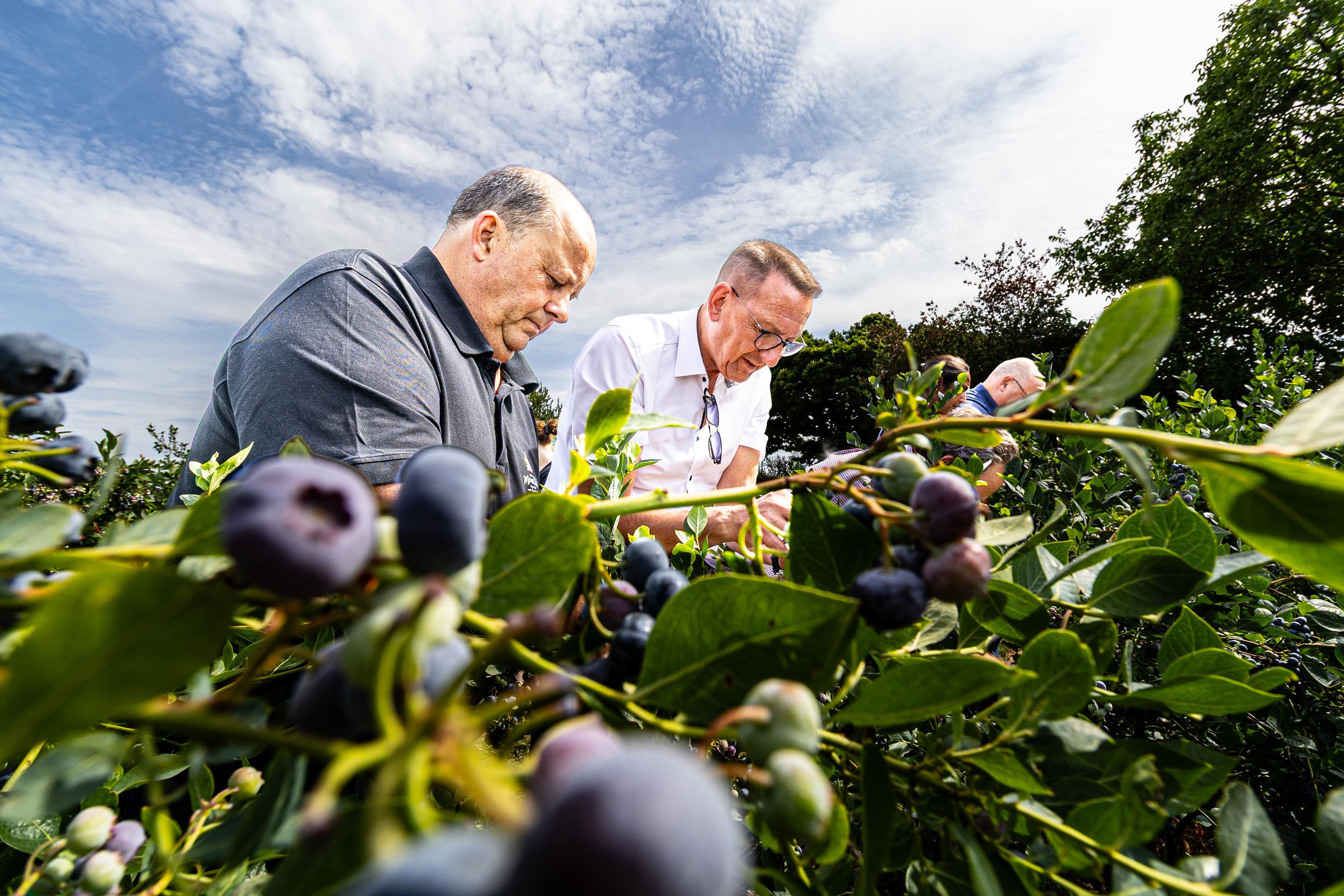 Norbert Stamm und Burscheider Bürgermeister Dirk Runge pflücken fleißig Heidelbeeren.