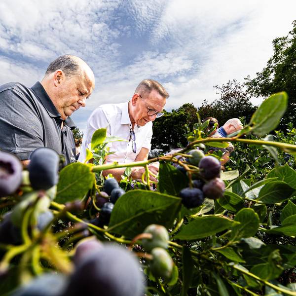 Norbert Stamm und Burscheider Bürgermeister Dirk Runge pflücken fleißig Heidelbeeren.