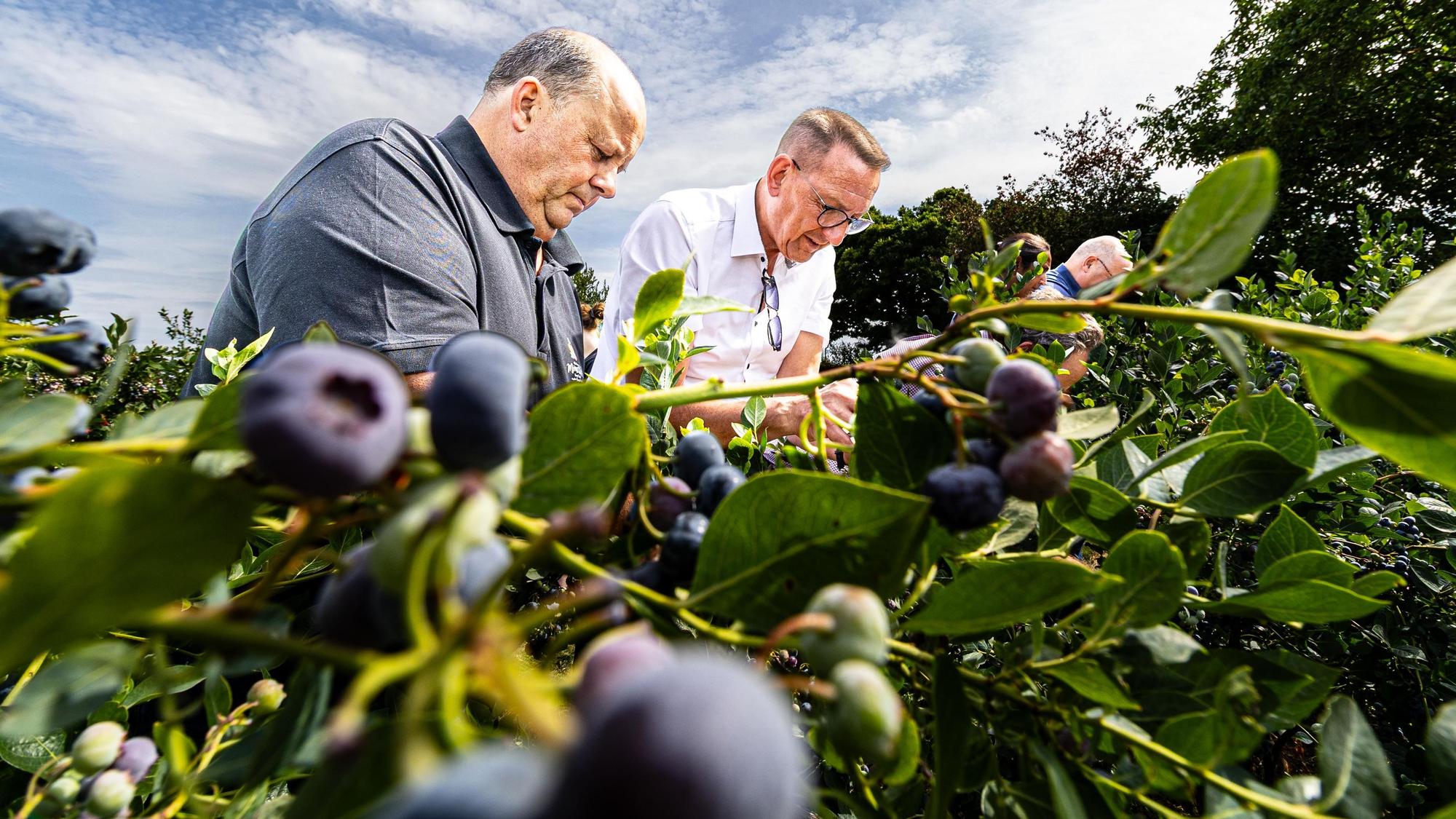 Norbert Stamm und Burscheider Bürgermeister Dirk Runge pflücken fleißig Heidelbeeren.