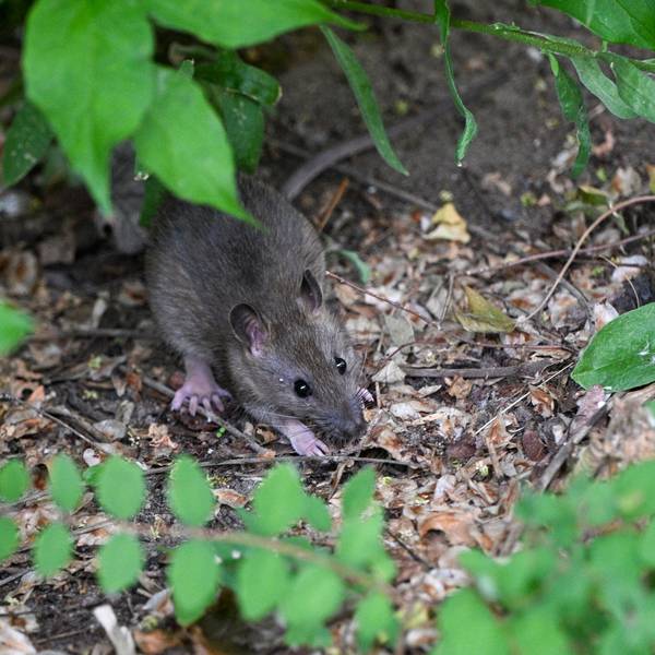 Dieses Symbolfoto zeigt eine Ratte in einem Vorgarten.