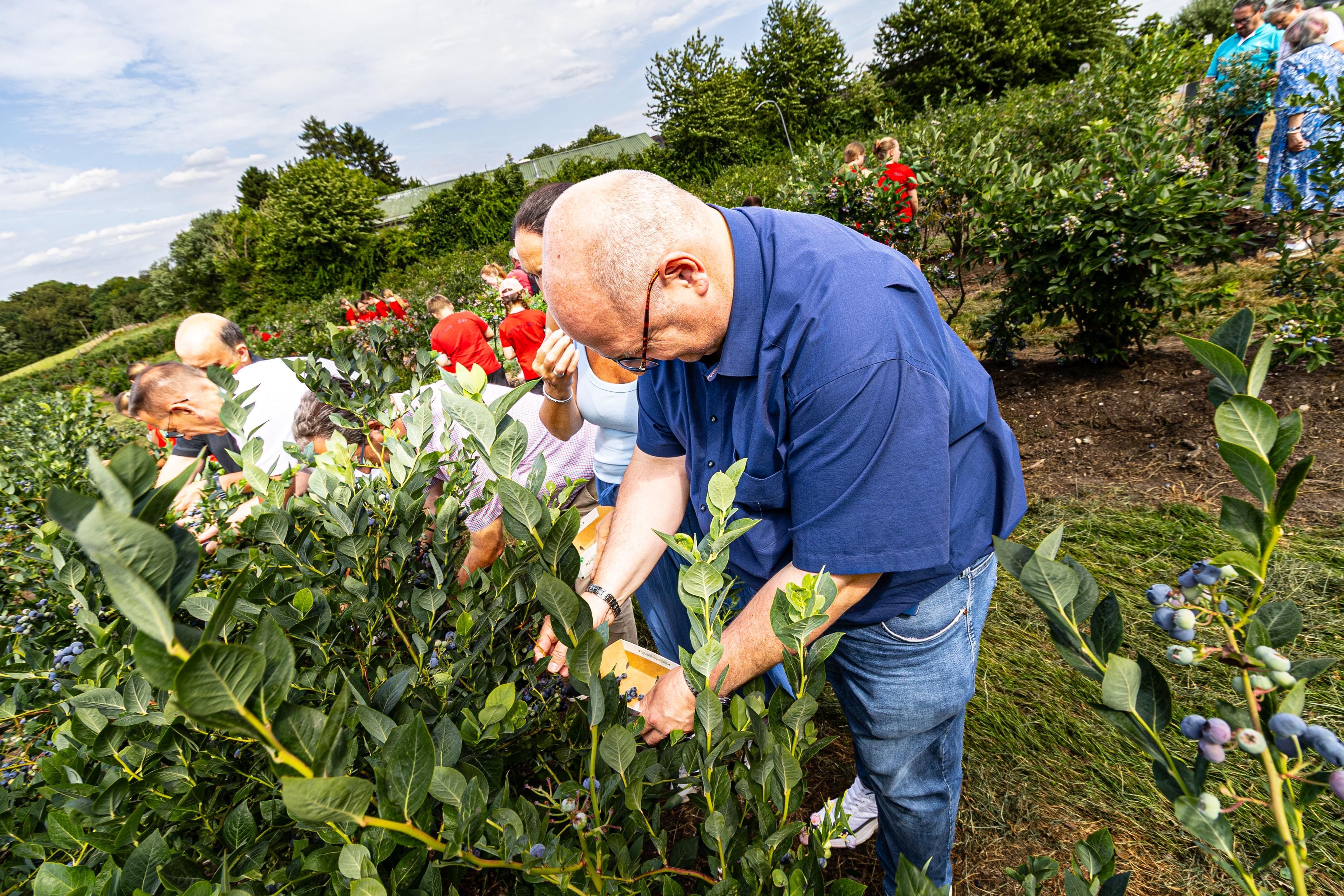 Auch Leverkusener Oberbürgermeister Stefan Hebbel durfte selbst Heidelbeeren frisch vom Strauch pflücken.