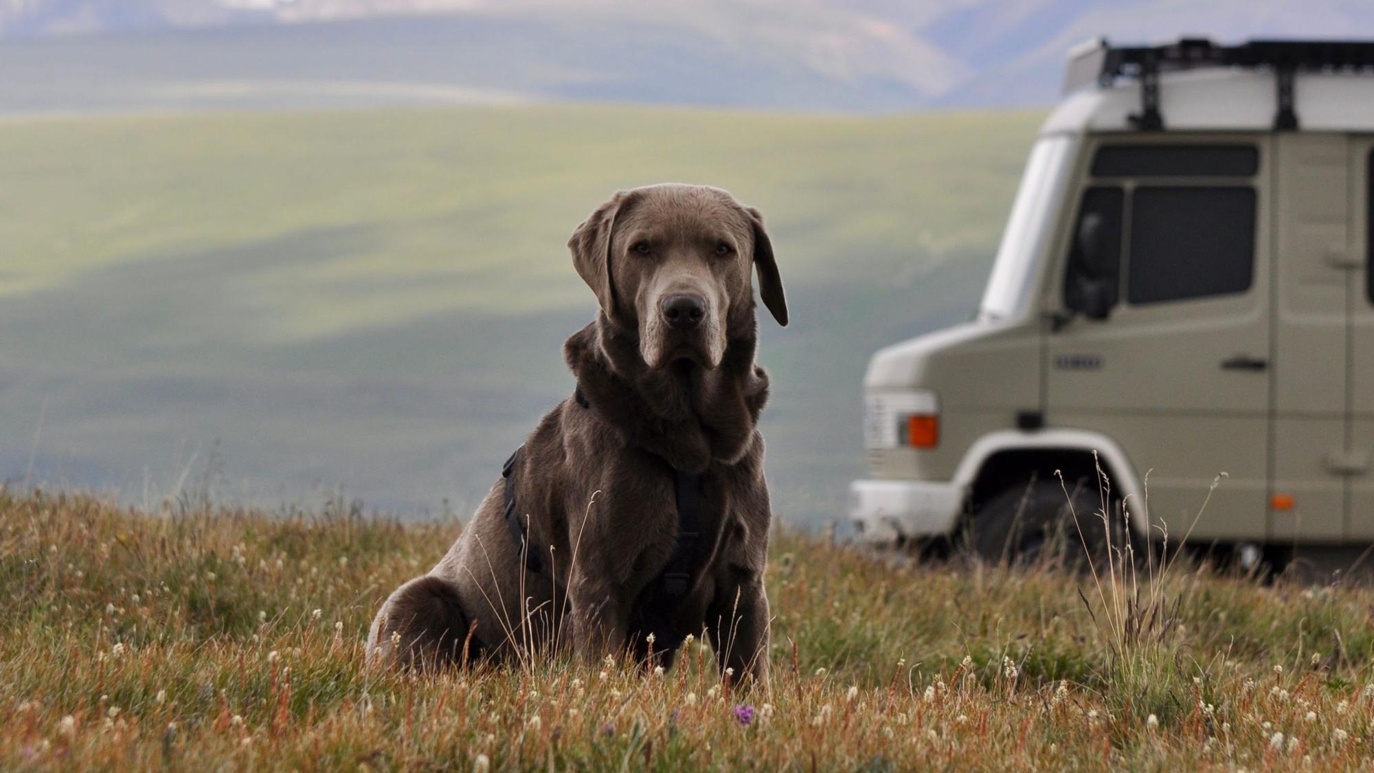 Der Labrador sitzt auf einer Wiese, im Hintergrund sind ein Van und grüne Hügel zu sehen.